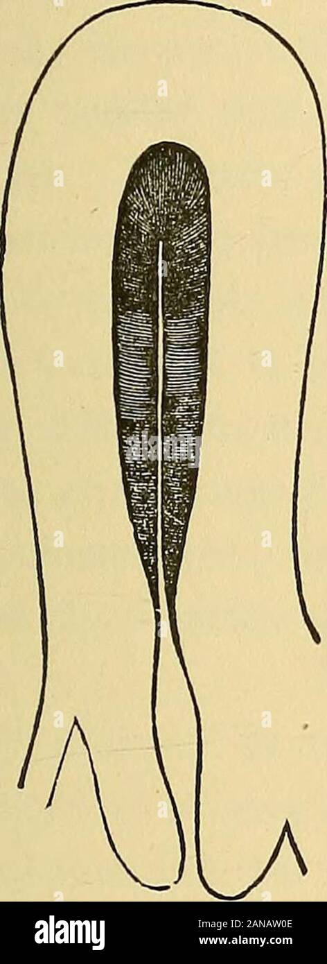 Manuel de gynécologie . n le changement dégénératif a le plus avancé. Therush de sang dans les vaisseaux de la muqueuse expulse le con-tentes des glandes, avec la plus grande partie de leur muqueuse epithe-lium. . Lorsque l'hémorragie a eu lieu dans la membrane, itundergoes désintégration rapide, et devient entièrement supprimées. . La nouvelle membrane muqueuse est produit par la prolifération des theelements de la paroi musculaire de l'organe, les fibres musculaires produ- anatomie des organes pelviens féminins. 89 cing les cellules fusiformes, le tissu conjonctif, les cellules rondes, et thegroups ce tour de Banque D'Images