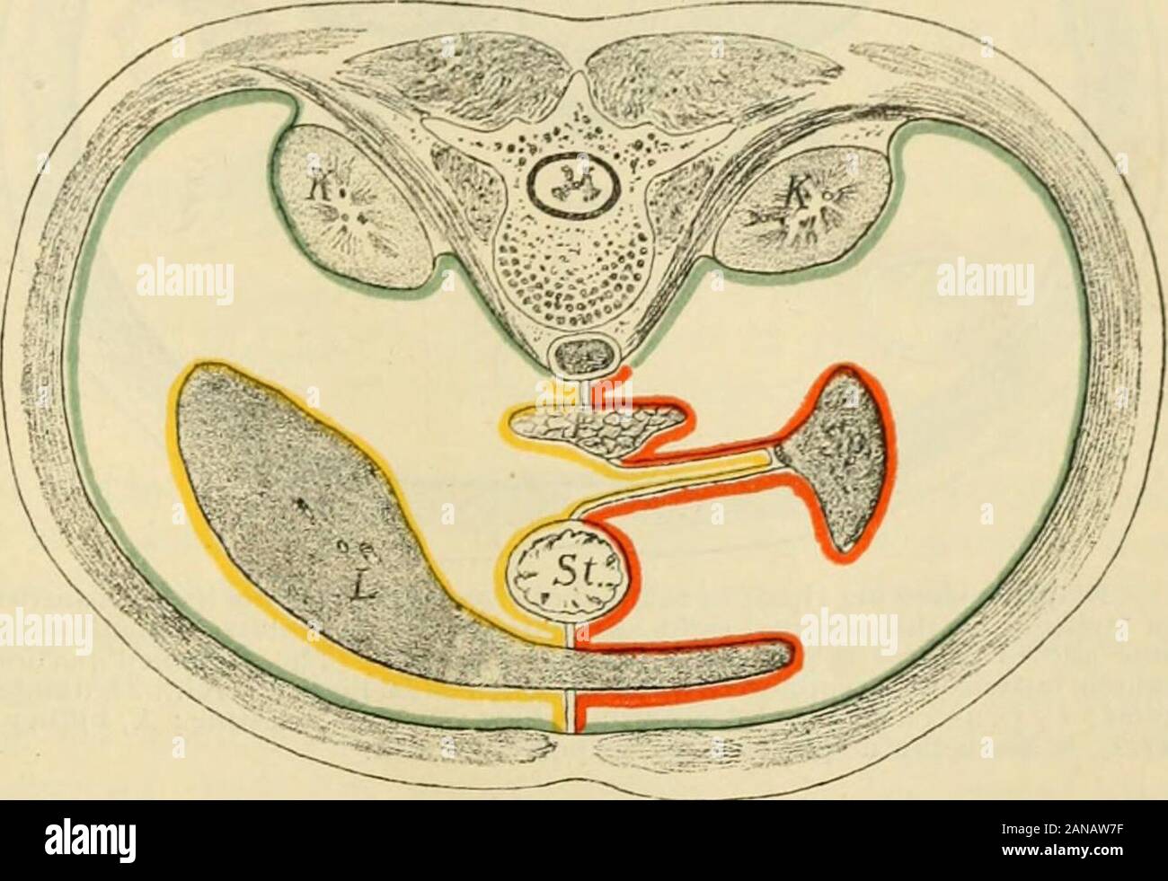 L'anatomie humaine, y compris la structure et le développement et des considérations pratiques . e pour]) de la fissure du ductus venosus sur le pos-surface e résultats t du foie { Fi,&lt;r. 1441 ). Dans son libre bord inférieur exécute le roundlii^ament, une fois la veine ombilicale, de l'ombilic à l'encoche dans le foie, andthence dans ses propres fissures sur la surface inférieure jusqu'à la fissure où le portail,suspenseur lij^ament se termine. Celui-ci divise la partie supérieure de l'domeof l'abdomen en deux chambres, une de chaque côté, dont celui de gauche est thelaroer. Mais il y a peu de tissu aréolaire Banque D'Images