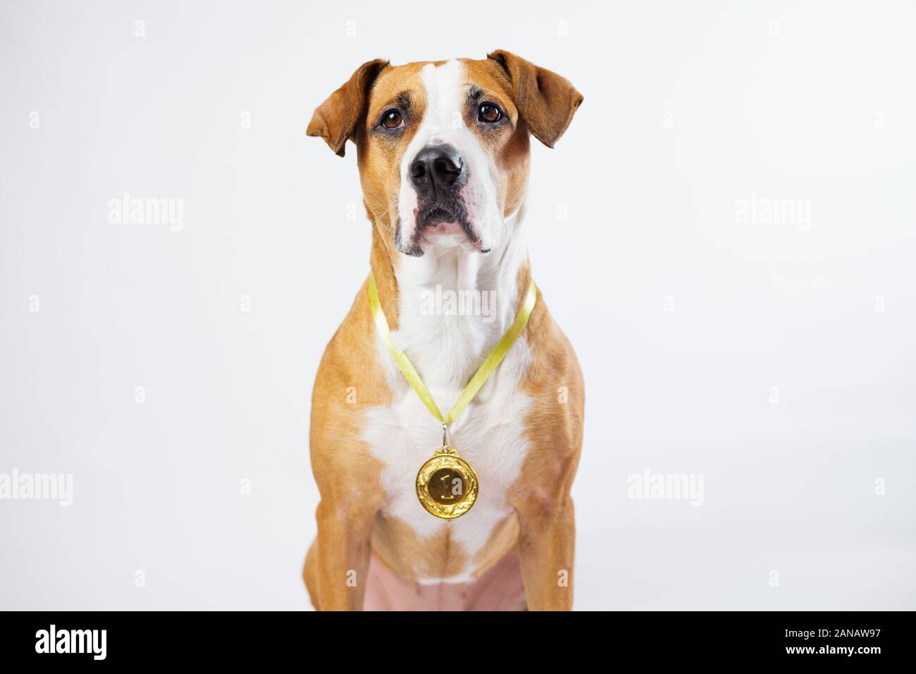 Mignon chien portant une récompense médaille d'or. Chien posant avec une médaille ou de bourse. Concept d'animaux de service et les chiens comme des héros Banque D'Images