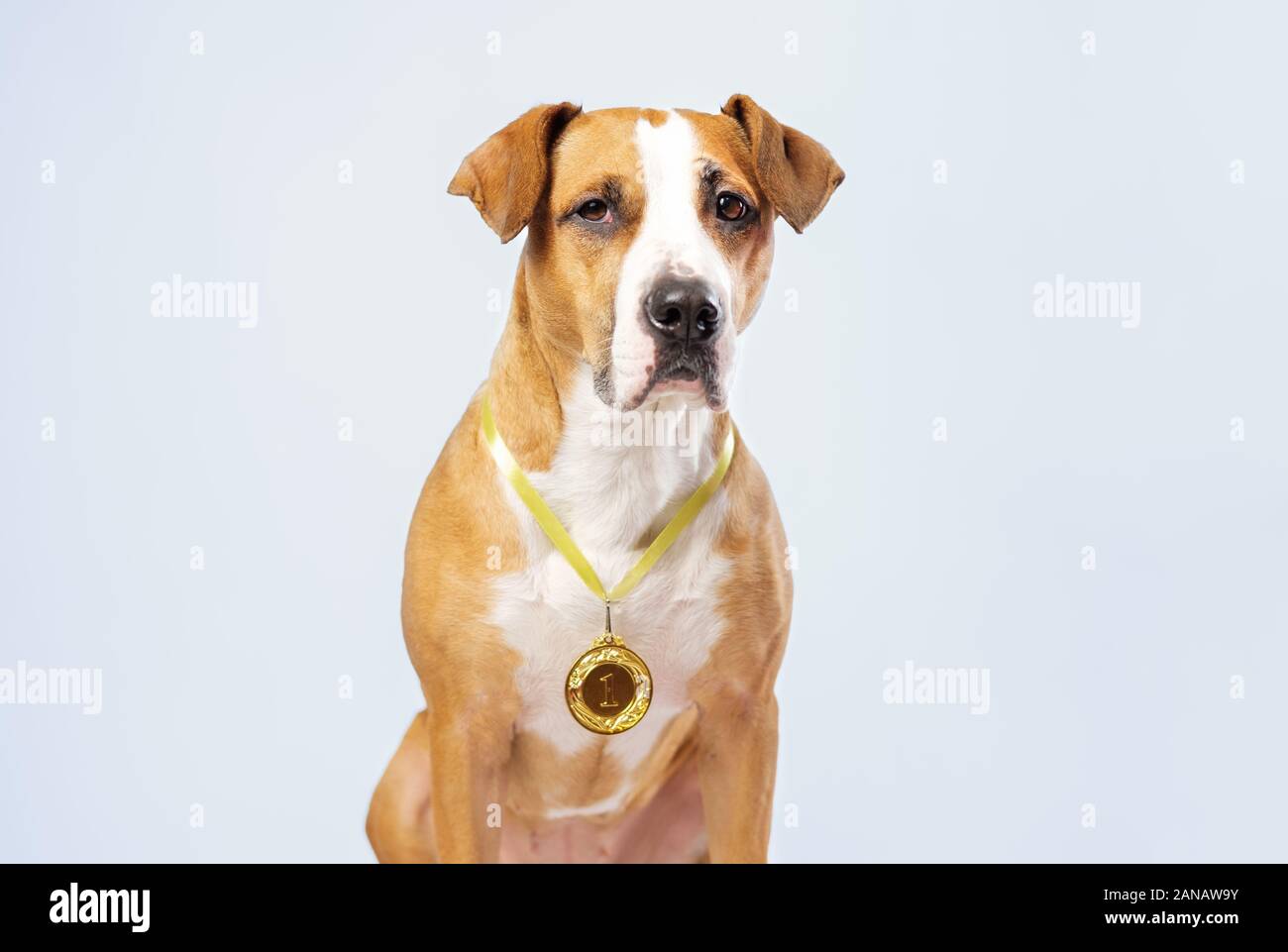 Mignon chien portant une récompense médaille d'or. Chien posant avec une médaille ou de bourse. Concept d'animaux de service et les chiens comme des héros Banque D'Images