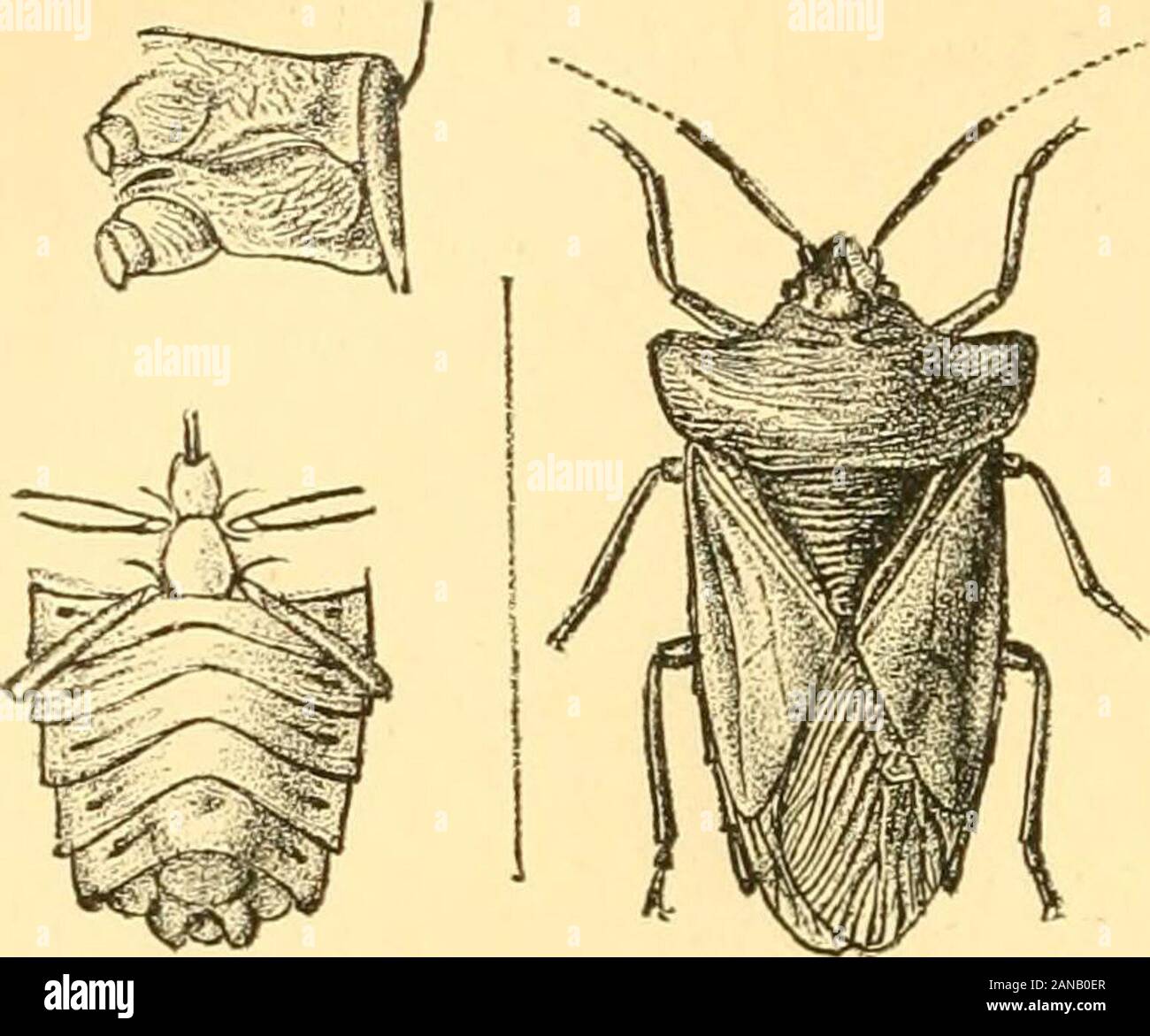 Rhynchota .. . Tion, nitremediate reachingthe coxae et rétréci et arrondie en avant ; l'secondabdominal dans le segment tuberculeuse légèrement. 427. Origanaus humerosus, Dist. A. M. N. H. (6) xi, p. 433(1893). Brun violacé très foncé ; les yeux, les jambes, et le corps (castaneous beneathochraceous ou pâle dans les spécimens frais le corps pâle vert) isevidently resplendissant ; pronotal largement produite andsubtruncately les angles, et de leurs bordures latérales de l'apex 272 PENTATOMID.E. sont modérément concaves ; pâle ; capreous membrane rouge pourpre au-dessus de l'abdomen, avec deux cen-tral metallic greenisb,fascias la fin Banque D'Images