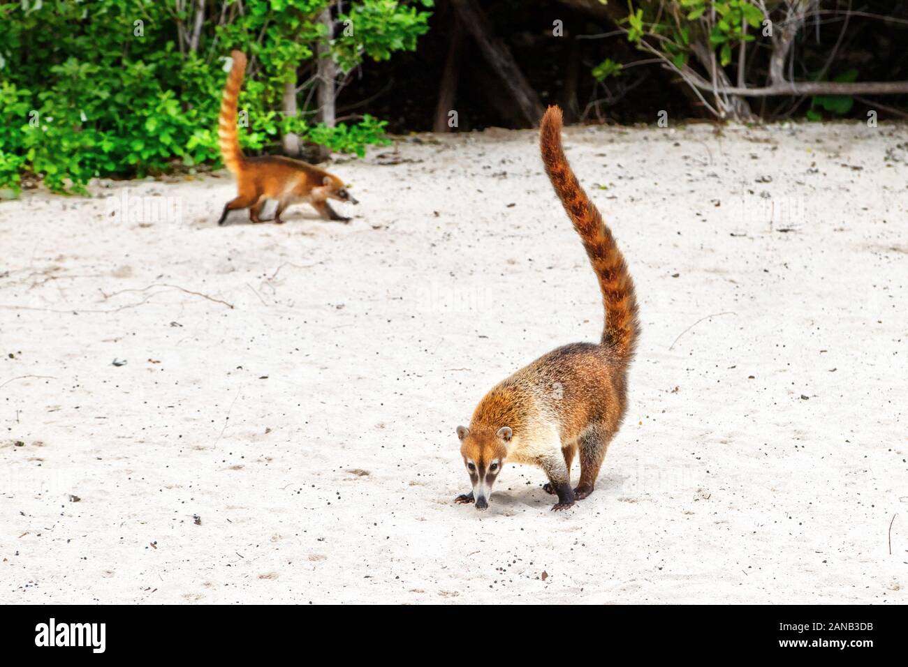 Les Coatis ou Coatimundis serpentant sur les plages de Cancun, au Mexique. Surnommé hog-nosed les ratons laveurs à cause de leur museau bec long, ils sont memb Banque D'Images
