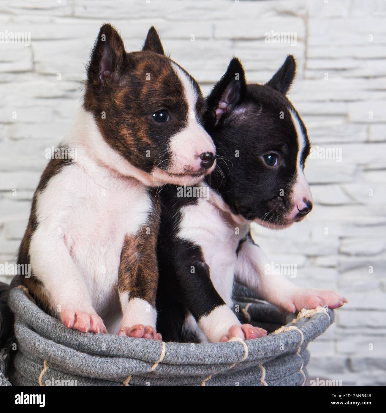 Deux Droles De Petits Bebes Chiens Chiots Basenji Photo Stock Alamy