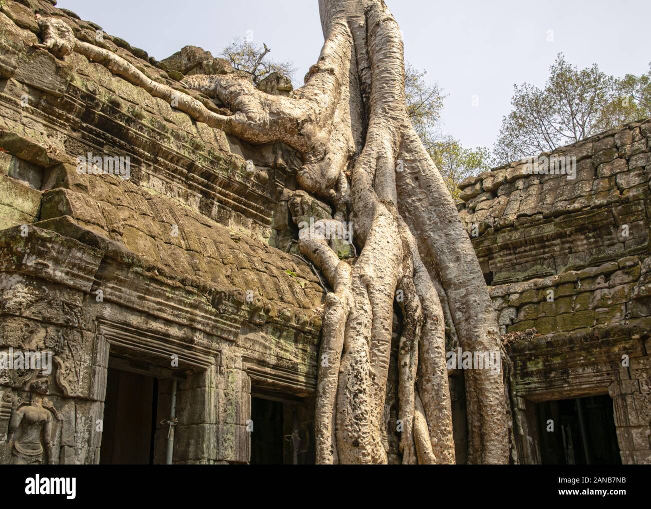 Cambodge, Siem Reap- Mars 2016 : Ta Phrohm temple a été récupéré à partir de la jungle sont partiellement reconstruite par des archéologues Banque D'Images