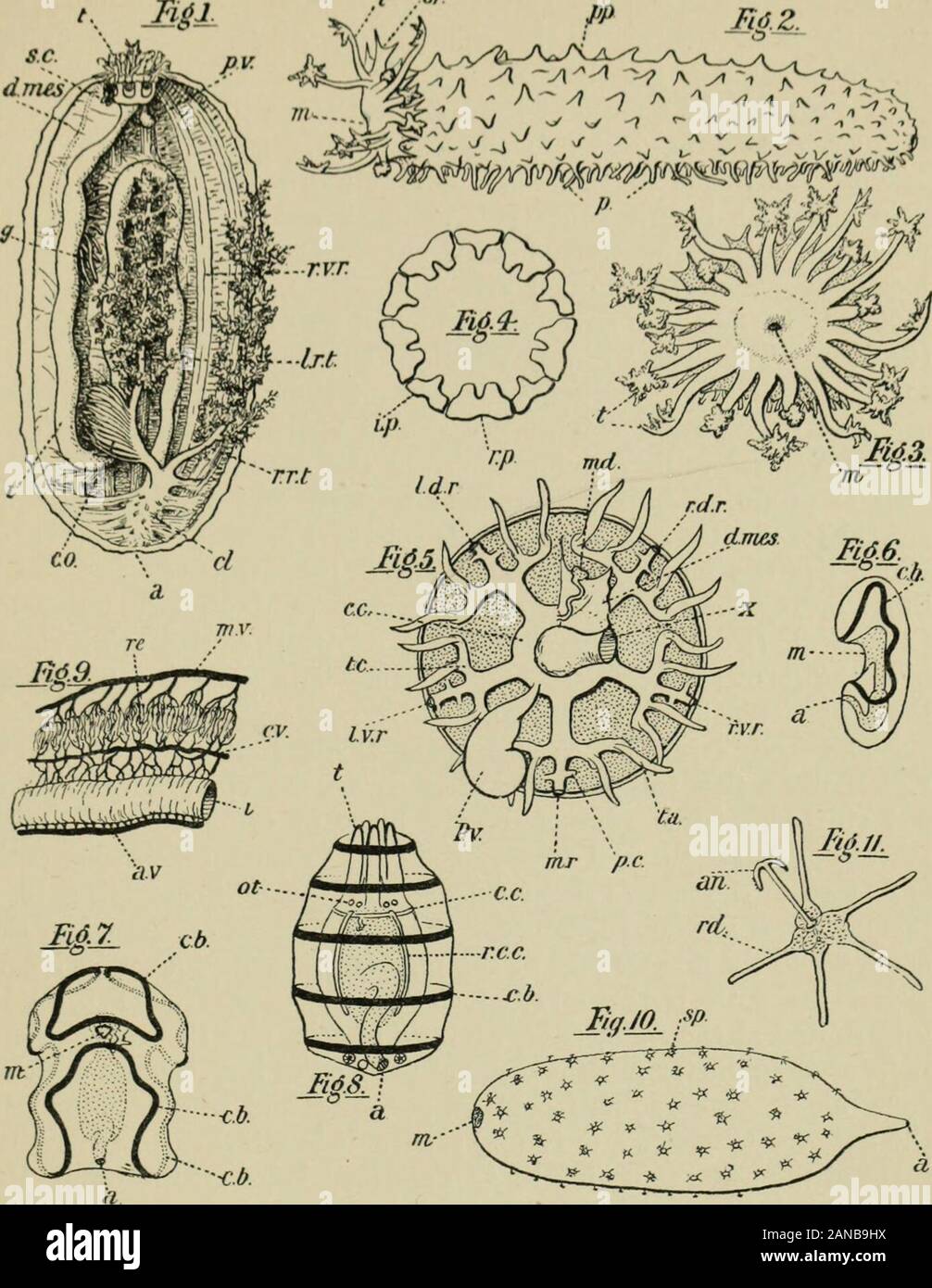 Un traité de zoologie . Ce groupe lors de la dernière partie du dix-huitième siècle. 181G en Tiedcmann lishcd pu])un excellent theanatomy Jlolotharia de compte de tubulosa, Gmel. (12), et depuis, thestudy de la structure, le développement, et la classification de l'classhas est considérablement prolongé par une grande numl)er des naturalistes, amongstwhom on peut citer A. Baur (1), (7), Selenka Semper (10), Joh.Midler, MetschnikotV, et Kowalevsky. Dans thefiner ces dernières années l'anatomie et histologie d'holothuries ont été étudiées byO. Hamann (3), Ibrouard Cutiiot (4), et bien d'autres, et theiroml)ryol Banque D'Images