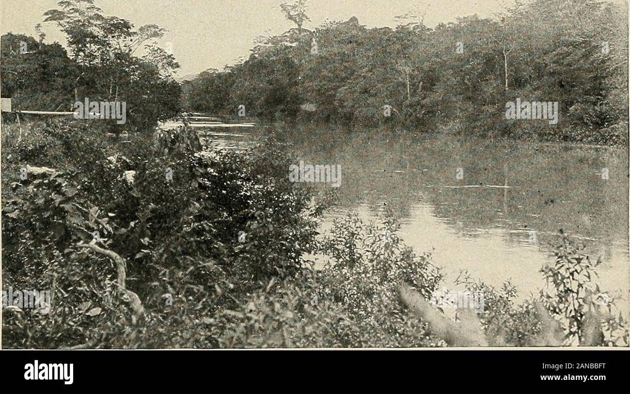 Le Panama et le canal . De Lesseps Palace. grande partie de c'était assuré par les agriculteurs français et journaliers, qui croyait à la grande De Lesseps et turnedover à lui leur peu d'épargne. Environ un tiers des thisenormous somme a été perdu, volé, et un tiers l'un thirdactuahy passé sur le canal. Ce qu'une terrible histoire de mauvaise gestion ! A toutes les 400 000 000 $ été correctement dépensé,le canal aurait pu être terminé.enfin tout le monde est venu de savoir ce qu'il hap- un scandale national 123 FrenchFailure pened. Il était clair que de Lesseps et le FrenchPanama Canal Company avaient échoué. Rage et e Banque D'Images