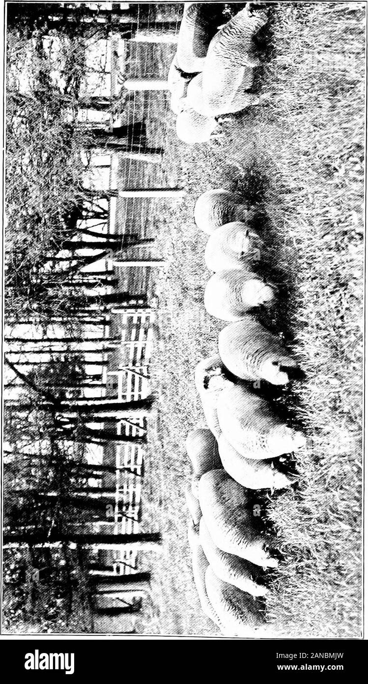 Gestion des moutons, les races et les juger ; un manuel pour le berger et étudiant . g taille de rump 24176 Mesure de la profondeur du Twist 243 77 La taille du gigot de mouton 244 78 L'examen de la toison et la peau 24679 soulignant la qualité de la laine sur la cuisse 24780 Shropshire Champion ram et 1 an d'agneau brebis Champion 25281 Oxford ram et 82 256 brebis Hampshire Champion ram et brebis d'un an 259 83 Southdown invaincu et ram 84 262 brebis Dorset Premier prix ram et agneau brebis 26485 Premier prix ram Cheviot lamb 267 86 268 brebis Cheviot typique 87 Un champion champion 27188 ram Suffolk troupeau de brebis Suffolk 27289 UN Banque D'Images
