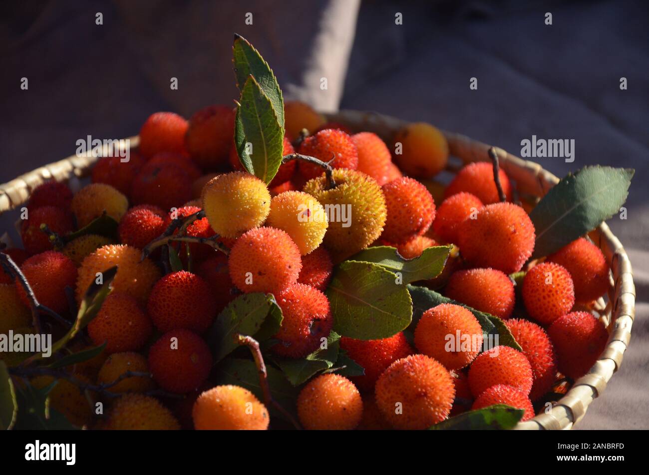 Fruits rouges de l'Arbutus unedo Banque D'Images