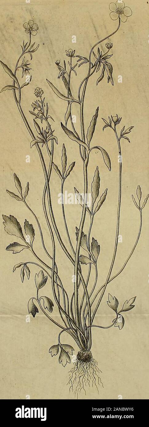 [Dissertationes Academiae Upsaliensis] . Kyia-/tCWLUa icmaiiot//ut . 9 Ftrmaria decutnbens incifa ;.Dolichos incurvus.cultratQS« unibeilatus hirfutus.lineatus.villofa.Glycine.Lathyrus japonicus.Hedyfarum inicrophyllum caudatum. incanum. piloium racemofam,.. fericeum ftriatum tomentofum.., virgatum.Citrus japonica,Hopea iucida flexuofa.Picris.japonica. chinsnfls.Prenanthes debilis. dentata. hadata. humilis. integra. lyrata. multiflora* fguarrofa.Serratula japonica.Carduus linearis.Atractylis lancea. Atractylis ovats japonfcum Artemifia.Eupatorium.capillaris.japonica.japonicom,Gnaphalium Erigeron Banque D'Images