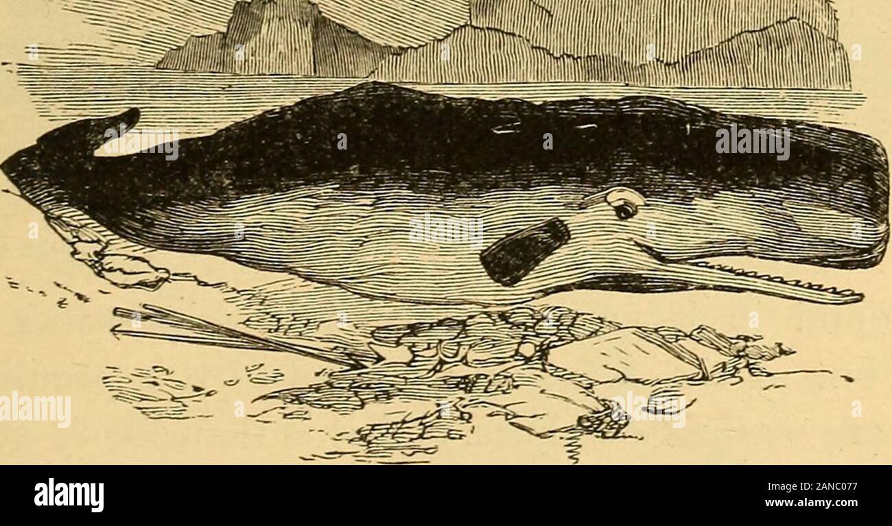 La vie animale dans la mer et sur la terre . HBi . ; :•.*,. Fig. 240.-sperme-baleine. 12. Spermaceti.-Ces baleines sont capturés pour le but de l'obtention de spermaceti, qui est un substancein gras un état semi-liquide, mais qui, lorsqu'on les prises de theanimal, durcit en refroidissant. La grosse tête est en partie occupé par un oc-cavité dans spermaceti, et d'autres attaches de cavi dans tout le corps sont.aussi remplis d'elle. 350 LA VIE ANIMALE DANS LA MER ET SUR LA TERRE. 13. L'ambre gris.-l'ambre gris est un autre précieux productof le sperme-baleine. Cette substance cireuse a un accord-capable d'odeur, et elle est utilisée dans le manufactur Banque D'Images