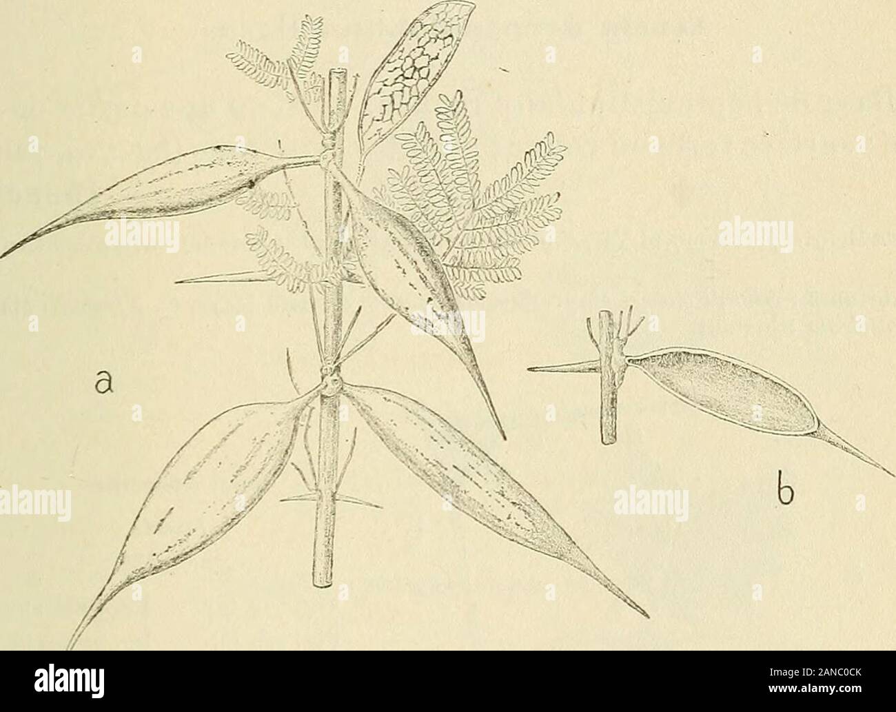 Les zoocécidies des plantes d'Afrique, d'Asie et d'Océanie : description des galles, illustration, bibliographie détaillée, répartition géographique, index bibliographique . bles ; folio-les déformées, pileuses, blanchâtres. Ériophyide 1249 Stefani,i9o8,p.i44.n&lt;3 ; i9io,p.(2). SOM. Slacalusoi Acacia Mattei Pl.fe. - Petite cécidie ligneuse en forme de coupe (double-diamè tre de I mm.), faisant saillie sur les deux faces de la surface finement striée  ; foliole. [Insecte] 1250 SLefani,i9o8,p.i43. igiOjp jni ;(2). SOM. Nsainbarensis Tauu Acacia. Pl.fe. - Sur les deux visages des folioles, cécidics_ Banque D'Images