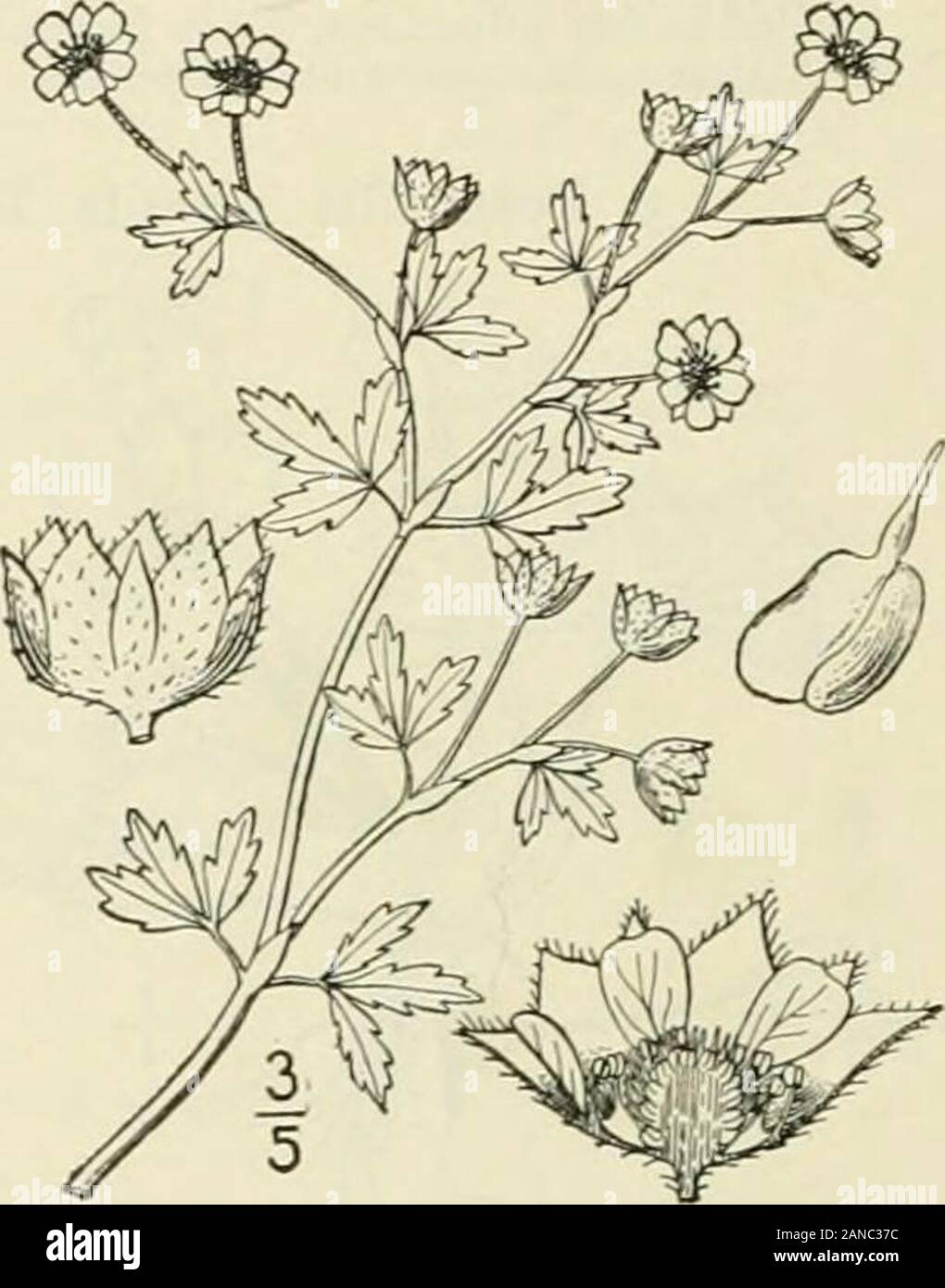 Une flore illustrée du nord des États-Unis, le Canada et les possessions britanniques : de Terre-Neuve jusqu'au parallèle de la limite sud de la Virginie et de l'océan Atlantique à l'ouest jusqu'à la 102e méridien ; 2e éd. . ... 1873Potentilla NicolletMinn. 9:16. 1894. Similaire à P. paradoxa, mais plus se propager et + ramifiées ; feuilles inférieures seulement pennées, folioles withseveral ; feuilles supérieures 3-foliolate ; dents de dépliants ; aiguë allongée inflorescence, falselyracemose ; les fleurs d'environ 2h de large ; calice-tube spar-ment hirsute, courte et large ; lobes du calice et bractlets-ovées-oblongues, mucrona Banque D'Images