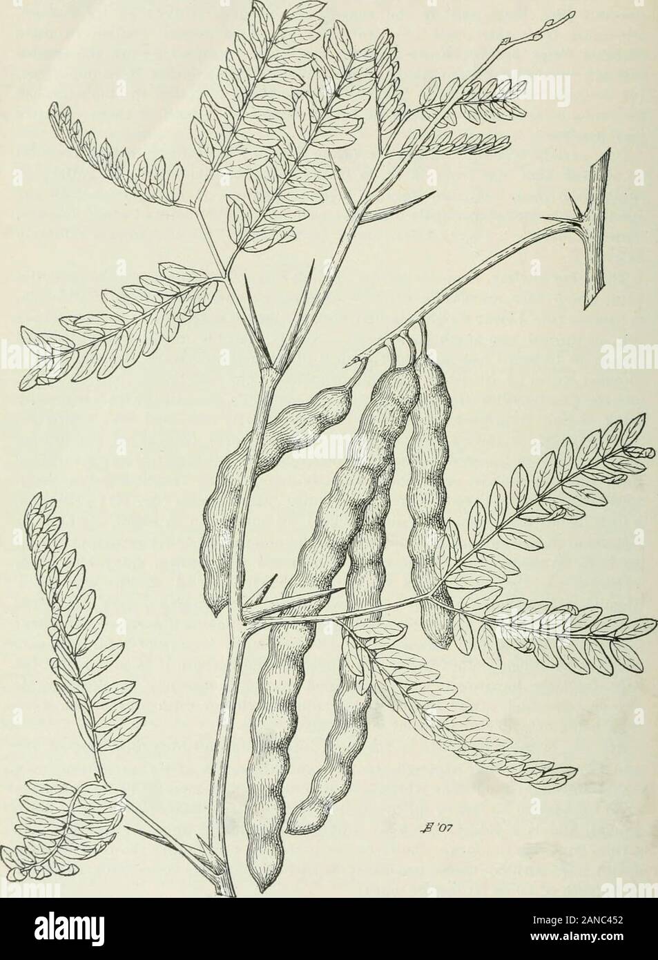 Les arbres forestiers de la pente du Pacifique . defles les conditions de sécheresse qui tuent d'autres arbres. Développement de son enormousroots semble être hors de proportion avec l'souvent négligeable provient du sol, et est un sujet intéressant et plus rentables pour l'enquête. Règle Asa, toutefois, plus la tige au-dessus du sol, plus le développement des racines ; faible, tiges arbustives ont souvent d'énormes racines pivotantes en ordre décroissant à waterat une profondeur de 50 ou 60 pieds ou plus. Un fait remarquable en ce qui concerne le bois de racine, c'est qu'il est plus lourd que l'woodfrom le tronc. Le bois des racines et du tronc contient près de Banque D'Images