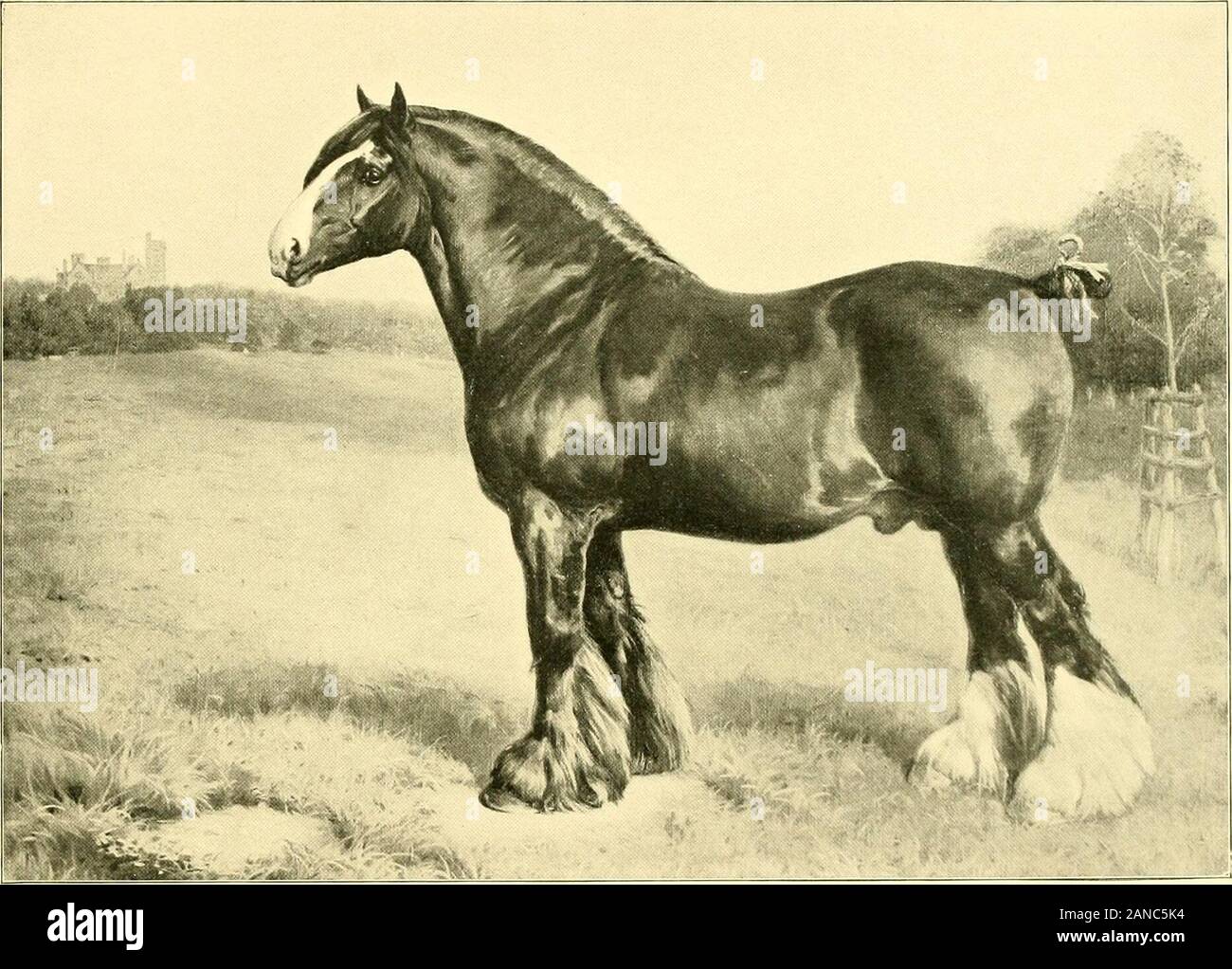 Cheval top alezan br?lé