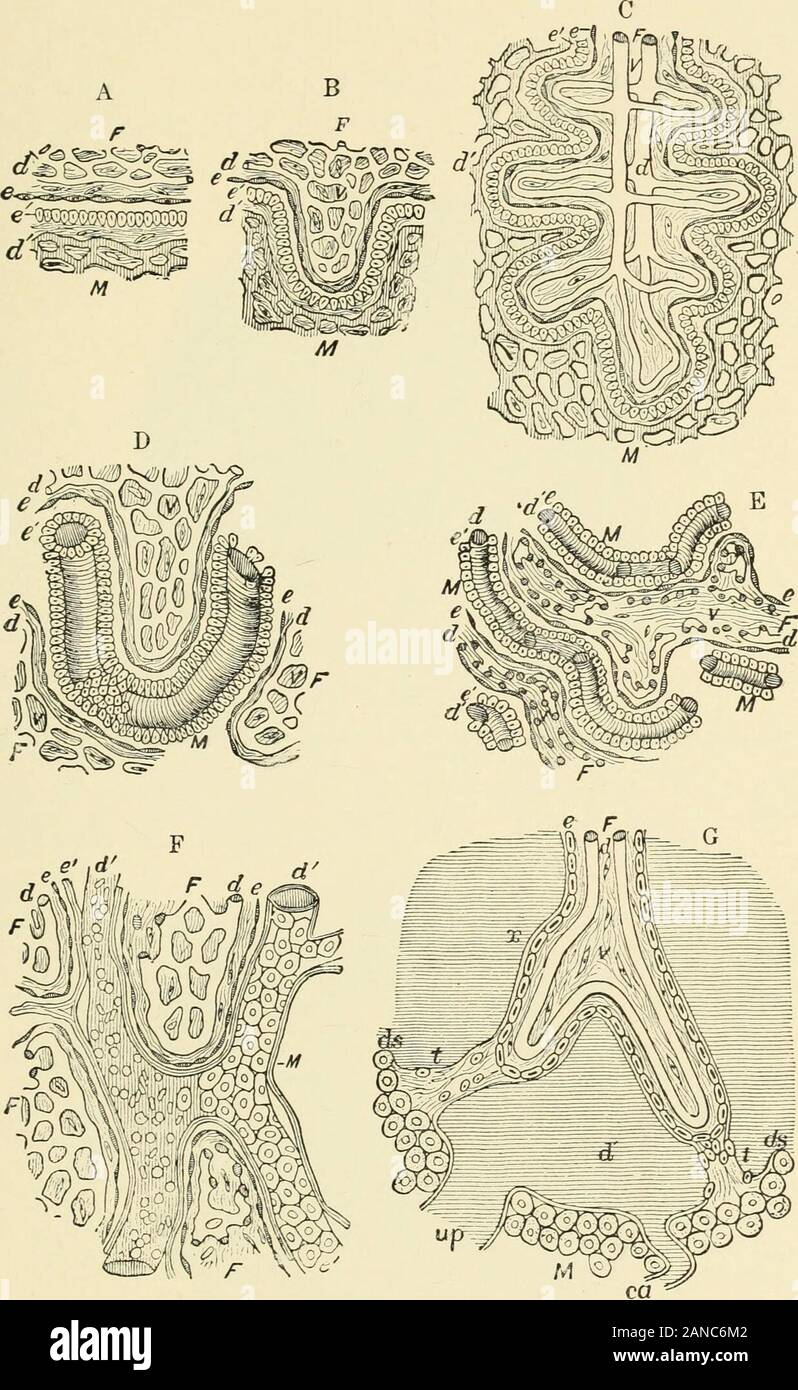 Un manuel d'obstétrique . -Le système capillaire d'une Villosité placentaire(de Minot). 1 Loc. cit. le placenta. 115. Fig. 85.-A, le placenta dans son plus forme généralisée ; B, la structure du placenta ofpig ; C, la structure du placenta de vache ; D, structure du placenta de fox ; E, e texte placenta de chat ; F, structure de placenta d'indolence ; sur le côté droit de la télévision figurethe cellules épithéliales maternelle sont présentés in situ sur le côté gauche ; ils sont supprimés, et la dilatation des vaisseaux maternels avec son sang-globules rouges est exposée ; G, structure des placenta ; E, foetale et maternelle, M e, epithel placenta ; Banque D'Images
