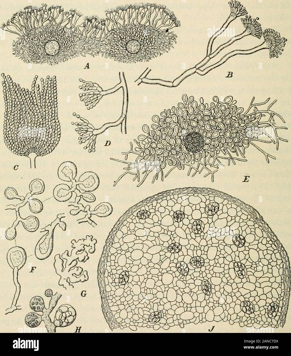 Un texte-livre de mycologie et pathologie végétale . mètre, en clôture mince peau ovale (9 à l'asci i4ju) avec huit spores à paroi dure lenticulaire (4 à 4,5)^- comme un parasite de la peau humaine c'était calledLepidophyton. La moule verte, qui se développe habituellement sur le malt, isAspergillus clavatus provoquant un moulage du substrat. Le largestspecies du groupe est l'Aspergillus giganteus, qui ressemble au premier super-ficially comme un Mucor, mais plus tard en raison de sa couleur gris-vert conidiosporesit est facilement séparable du Mucor la végétation. Son stérigmates seemto être creuse, la communication avec un pore-comme ope Banque D'Images