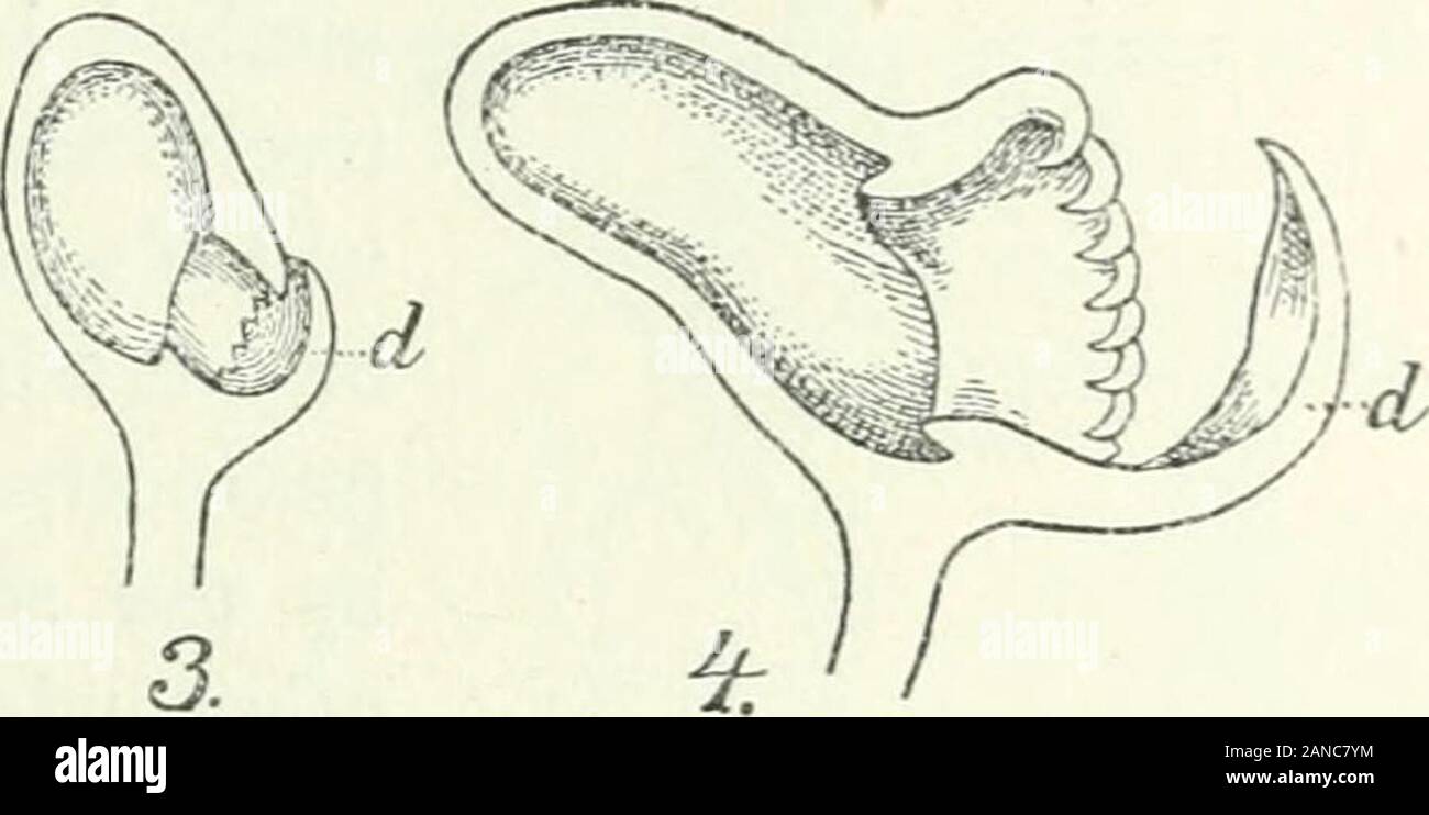 Organography de plantes, en particulier de l'archegoniatae et spermaphyta . Fig. 218. Cephalotus folliculaire. Développement de la sarracénie pourpre des feuilles. Les chiffres indiquent la succession. Thepitchers formé par de plus en plus hors de la face supérieure de la feuille, dont la marge inférieure devient le couvercle d. AfterEichler, mais modifié fréquemment. plus reconnaissables, car correctement ramifiée, anastomose,formation d'une forte nervure centrale, et ainsi de suite, de cacher l'arrangement primaire.En outre, ces simples termes techniques comme l'autre et réticulé, donnez-nous noinformation s'agissant du lien entre croissance et de nervures Banque D'Images