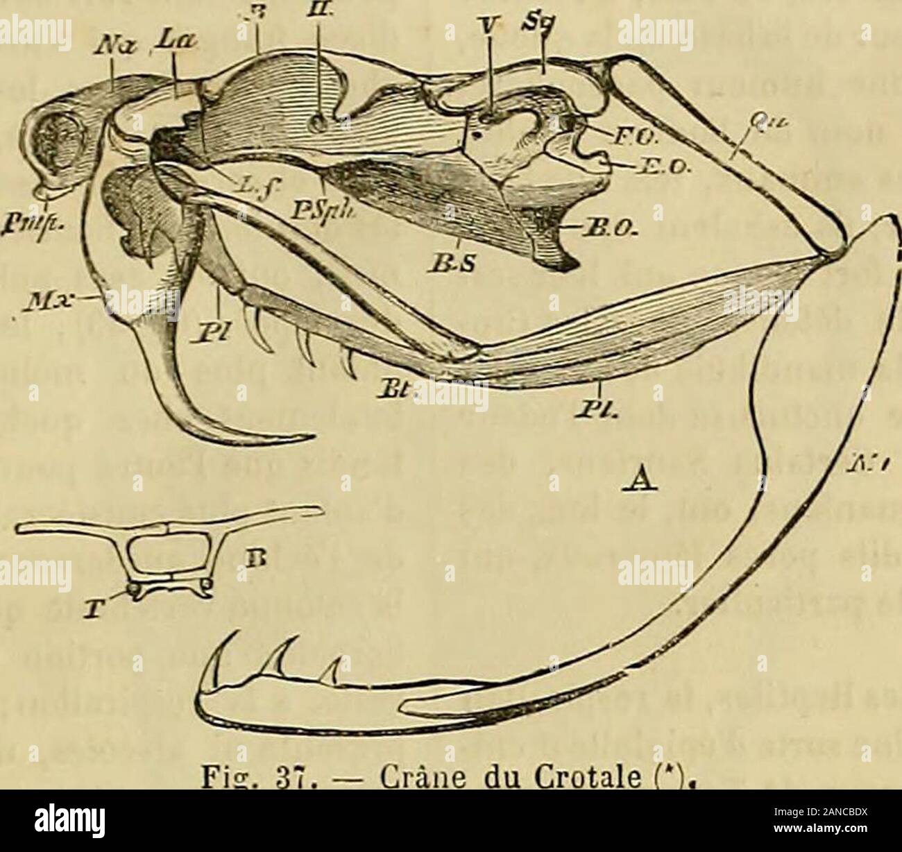 Merveilles de la nature : l'homme et les animaux, la description populaire des races humaines et du règne animal . APPAREIL DIGESTIF ET SÉCRÉTIONS. 13. 37. - Crâne du Crotale (). péliiilé de lespèce. Le cloaque débouche à lexté-rieur, au-dessous de la racine de la queue, parune ou longitudinalemcnt placéechez fenle arrondie les tortues et les crocodiles, par une fentetransversale chez les lézards et les serpents. Il existe des glandes salivaires dans les lèvresde ces derniers animaux et une glande sublin-guale chez les tortues, à part chez les Tortuesde mer ; chez certains serpents on trouve eno Banque D'Images