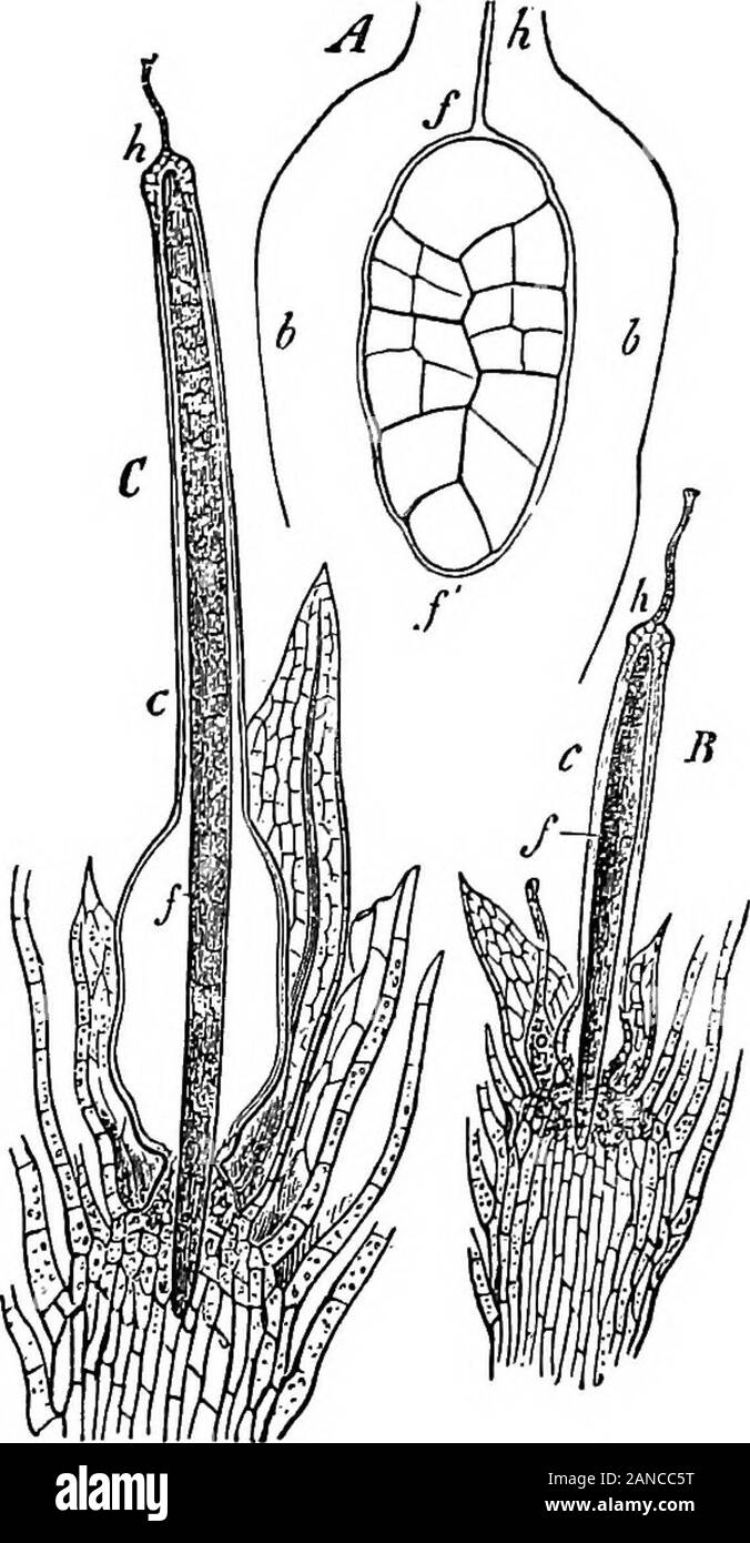 Le Britannica encyclopdia ; un dictionnaire des sciences, des arts, de la littérature et de l'information générale . t : Campbell, de mousses et de fougères (Londres, 1906) ; Engler et Prantl, Die Pflanzen-nattirlichen familien, Teil i. Abt. 3, Leipzig (1893-1907) ; Goebel, Organographyof les plantes (Oxford, 1905). Références complètes à la littérature du sujet se trouve dans ces œuvres. Pour l'identification des espèces d'hépatiques theBritish et mousses le workswill ces derniers temps, l'être ou à l'utilisation : Pearson, l'Hepaticae des îles Britanniques (Londres,1902) ; Dixon et Jameson, le manuel des étudiants d'BritishMosses (Londres, 1896 Banque D'Images
