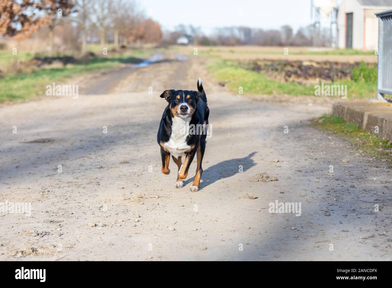 L'Appenzeller chien qui court très vite à travers la campagne Banque D'Images