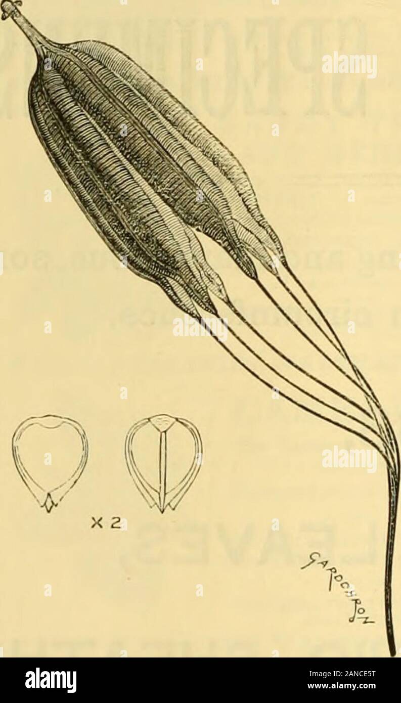 L'Gardeners' chronicle : un journal illustré hebdomadaire de l'horticulture et les sujets . ken par d'autres fortes chutes de neige), t . .. Olearia Haastii pontiques Daphné Phillyrea de sortes Euonymus radicans, japomcus^nu9 Eh, un jauonica,aternuS variegata Skimmia et oblata Hypericum calyc.num Viburnum tinus Ile.JE". À:1L0 !l^  ...( CT'elegantissimn Eventsystems La, et vert, et tout-othersmooth othersYucca Ã feuilles de growers), toute variété I. a. epeciosa (Golden Queen)&Lt ; Veronica Traversii aurea pumila, et quelques peu Kalmia, dans divers autres Taxus baccata, Crowderii, I. a. L'argent, l'albo marginata* elegantissima, Banque D'Images