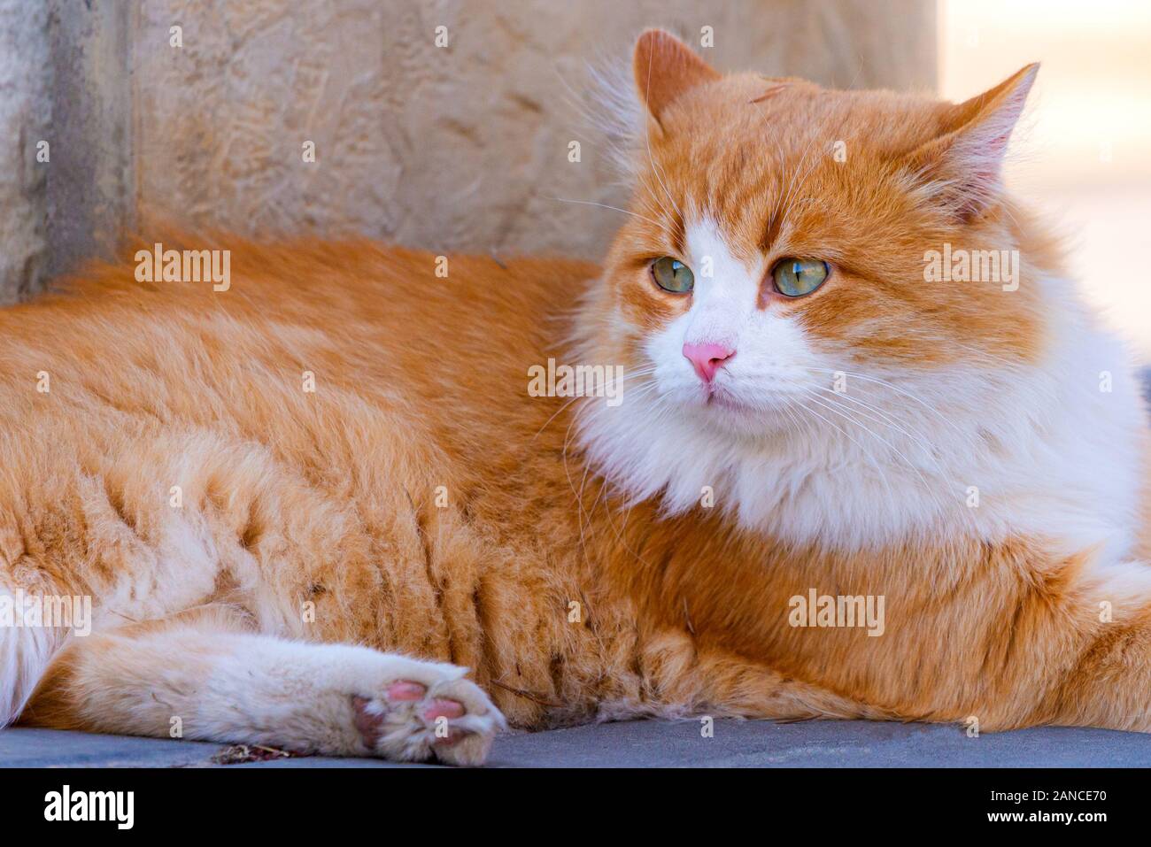 Couleur Orange avec un visage blanc. Chat dans la rue rue locale. Banque D'Images
