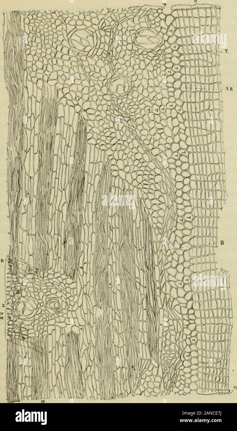 American journal of pharmacy . ll'écorce, surtout entre les groupes en forme de coin d'bastfibers et dans les cellules situé à côté du groupes de bast. De thelatter généralement, seules les cellules contiennent des tannins qui sont arrangedon les surfaces extérieure et intérieure de la tangentielle bundles bast.Il se trouve aussi dans les cellules des rayons médullaires secondaires. On trouve des cristaux d'oxalate de calcium qui se produisent fréquemment dans les rayons médullaires lesvis, et dans les cellules situées de chaque côté d'thecells des rayons plus petits ; occasionnellement dans l'tissueof parenchymateux l'écorce externe. Réservoirs de sécrétion (j&gt ;), Banque D'Images