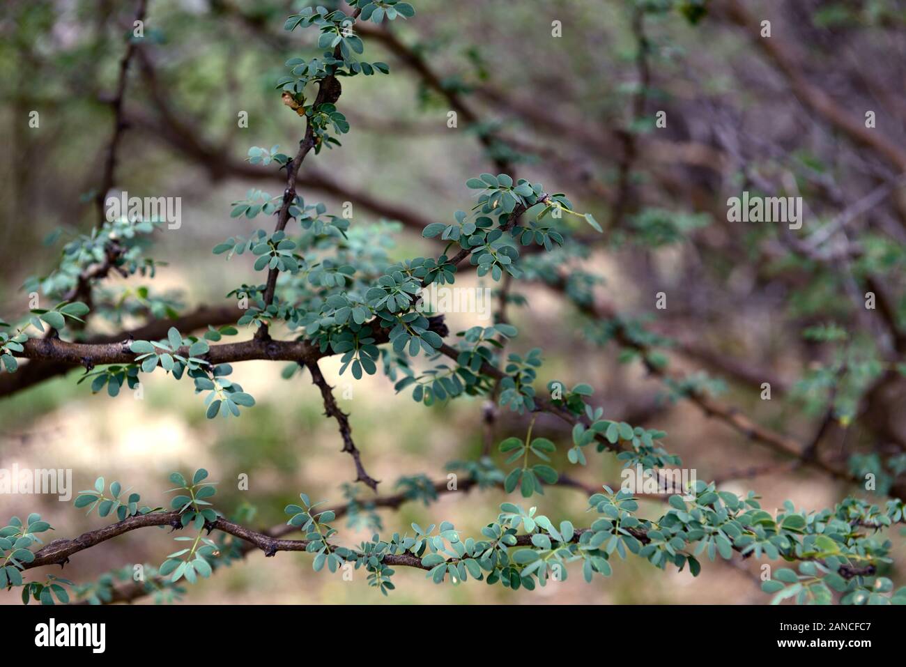 Senegalia,Acacia mellifera mellifera,common thorn tree, prunellier, Swarthaak,plantes,de plantes indigènes de Namibie Namibie,Fleurs,RM Banque D'Images
