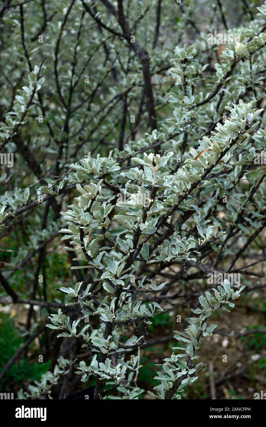 Catophractes alexandri,arbuste épineux,petit arbre,arbres,arbustes,,feuilles,le feuillage des plantes indigènes de Namibie Namibie,plantes,fleurs,RM Banque D'Images