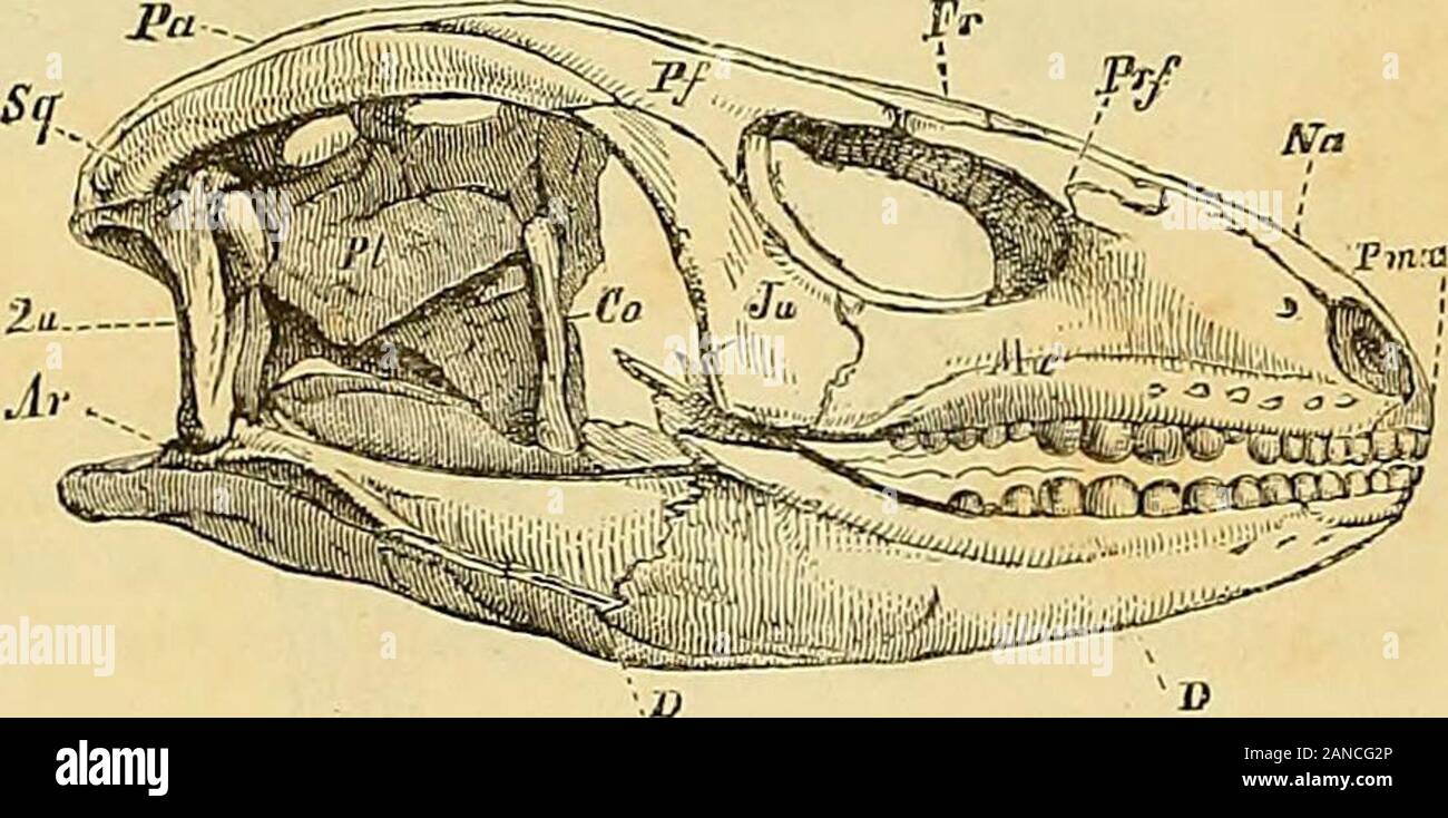 Merveilles de la nature : l'homme et les animaux, la description populaire des races humaines et du règne animal . orde dorsale se pen-dant persists pas toute la vie, comme cest le cas pour beaucoupdAmphibiens sur ; however retrouve des traces de la notocorde dans la colonne vertébrale des geckos. Le crâne est toujours petit et la face généralementallongée ; lappareil masticateur déve-loppement de l'ONU est prépondérant. " Los occipital, écrit Cari Vogt, est développé enforme de vertèbres et se décompose en plusieurspièces bien distinctes, une écaille impaire et deuxcorps latéraux généralement tr Banque D'Images