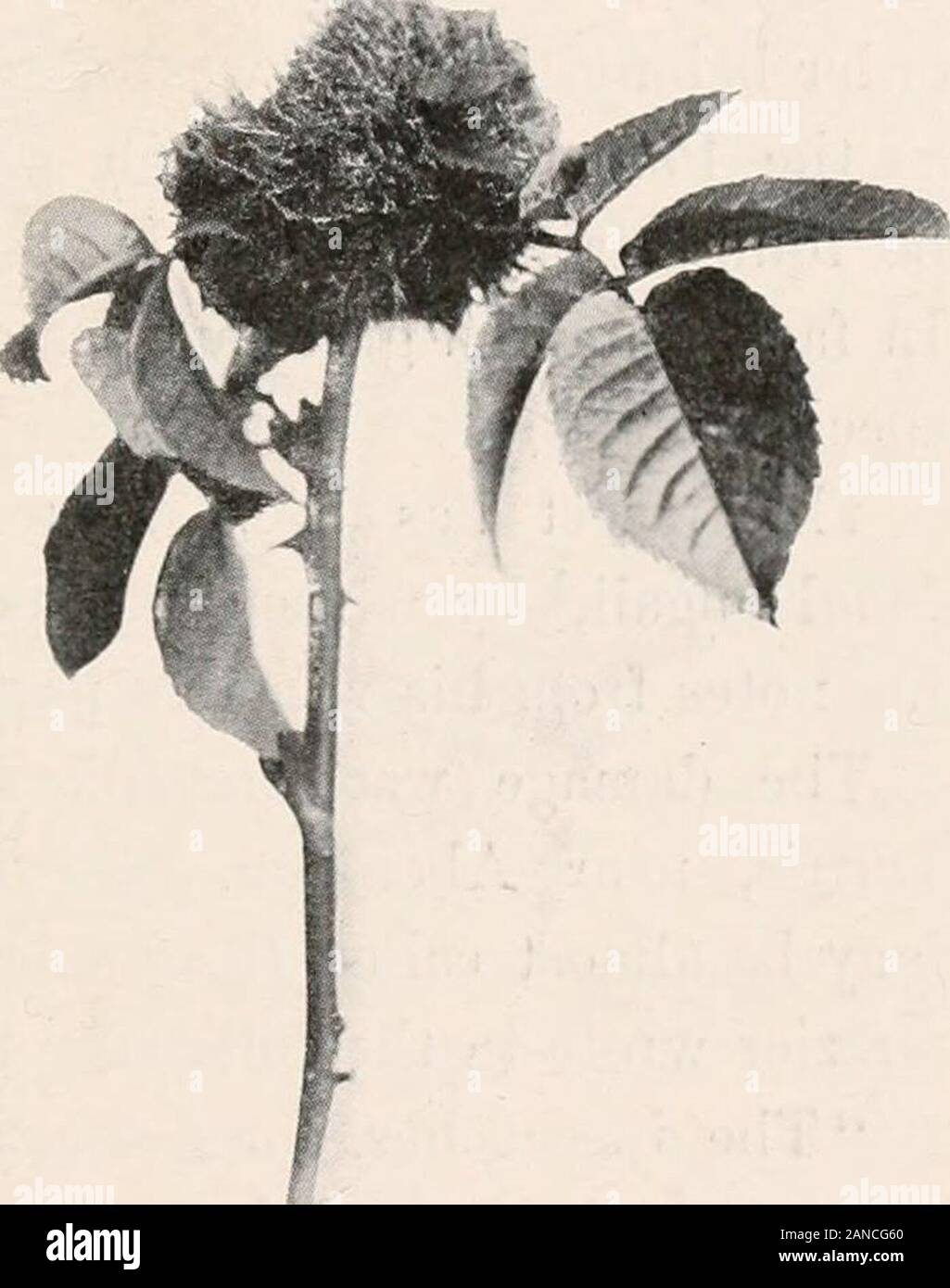 L'entomologie forestière . Fig. 188.-Galles sur sous des feuilles de chien-rose (rosa canina) causés par Rhodites eglanterise. Fig. 189.-Moss ou pin-gall coussin,causé par Rhodites rosse. Khodites^ros e, Htg. Cet insecte, à travers son l'oviposition, provoque le ondog excroissances familiers-rose (rosa canina) connu sous le nom de merle pin-coussin, Moss, Galles Galles Bedeguar, &c. Cette audace (fig. 189) est commun à toutes les voies, la N 194 entomologie forestière. et peut être considéré comme l'un des plus remarquables de la vésicule-growthsarising agence d'insectes, ce qui provoque des modifications dans l'vegetableorganism. Il peut provenir soit d'un bourgeon ou l Banque D'Images