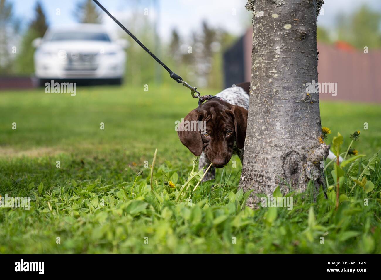 Vorster Puppy à l'extérieur en Suède Banque D'Images