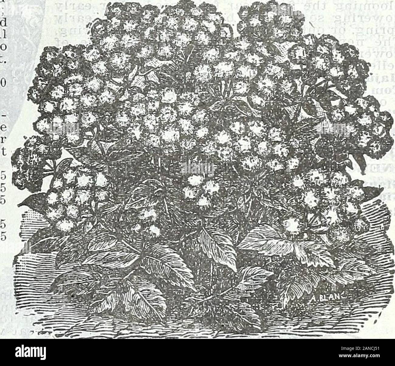 Ferme et jardin de printemps annuel, 1906 . AGERATUM NAIN IMPÉRIAL BLEU. ALYSSUM. L'Allegheny vine, le délicat, le miel-comme-fra de grance les fleurs de cette plante, lit-tle tant prisée en bou-quets et paniers, rend mostunlikely willever préféré que cette vieille être mis de côté. Forvases utiles, lits et corbeilles suspendues.H. A. Pkt. Sweet-fleurs blanches ; par oz. 25c Petit bijou ou Tom Pouce- Blanc ; par oz. 40c-Compactuin Saxatile fleurs jaune or. H. P. 10, en Banque D'Images