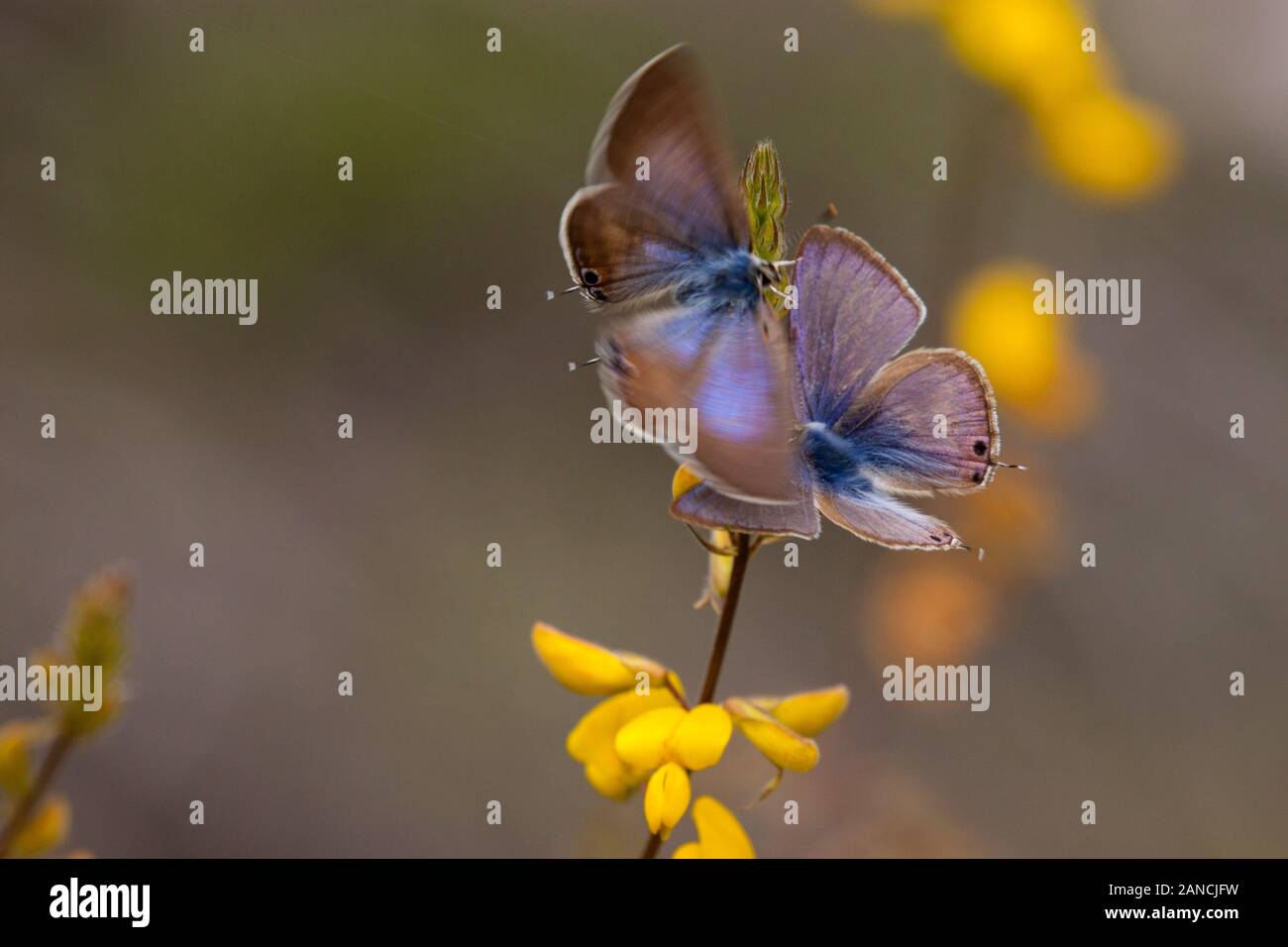 Papillons bleus à queue longue Lampides boeticus dans la campagne espagnole sur une tête de fleur dans les Picos de Europa Nord de l'Espagne Banque D'Images