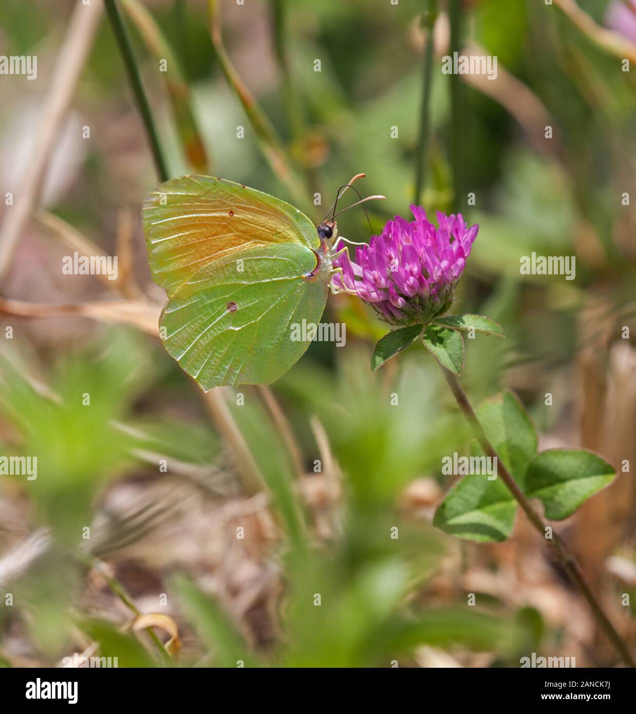 Papillon Gonepteryx Cleopatra cleopatra sur une fleur de trèfle dans la campagne espagnole dans les Picos de Europa Banque D'Images