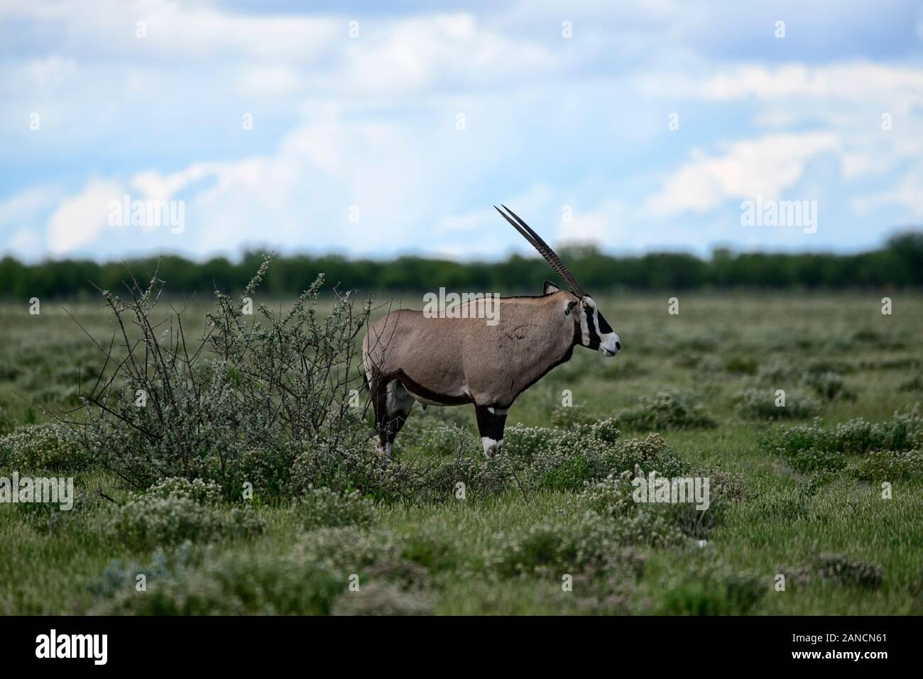 Gemsbok, oryx d'Afrique du Sud,gemsbuck, Oryx gazella,summer,Etosha National Park, Namibie Afrique,RM Banque D'Images