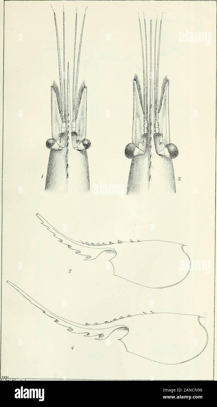 Mer et pêche dans les eaux intérieures : rapport . S.W.KDEL. Figs 1-7, un Bresilia-tlanticaFig. 8. Pandalus montagui. 8 Wietlm cOrtOumtmL tLdxt-&gt;s lo*uL ?&gt ; ? 1/08. PI. XI.. S.W:K.del. Pandalus propinquus HfeU"r£ GraKiun L*r, l*e*v I. MoniLni08 Pl.XIT. Banque D'Images