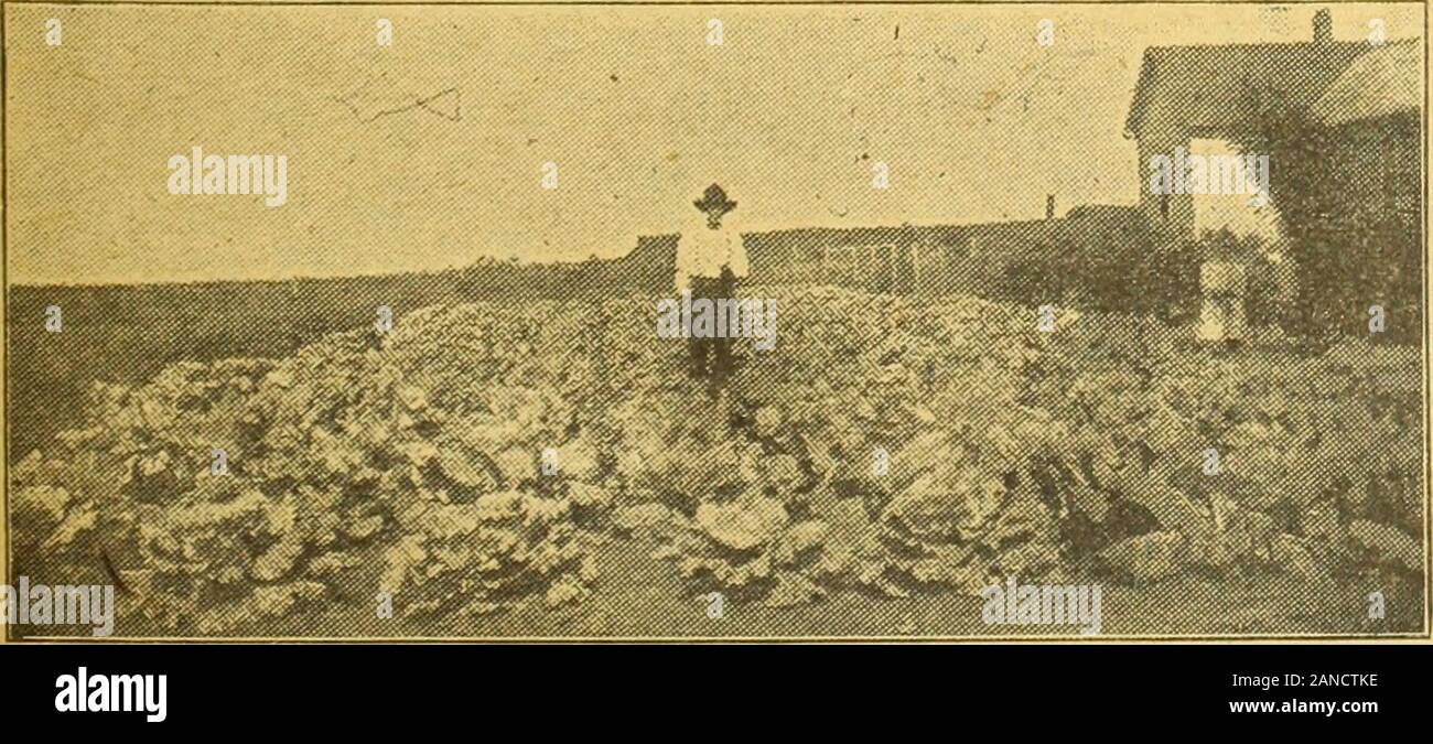 Virginia farmer . -Résultats. Utiliser une lumière Faites glisser. Le placer sur la route à un angleso qu'une petite quantité de terre ispushed vers le centre de la route. L'équipe d'entraînement à la marche. Ride sur la traînée ; ne pas marcher. Commencer sur un côté de la route, re-monter le côté opposé. Faites glisser la route dès que possible après l'everyrain, mais pas quand le mudis de telle condition de tenir à thedrag. Faites glisser chaque fois que possible à tous les seasonsof l'année. La largeur de la chaussée à bemaintained par la traînée devrait être de 18 à 20 pieds ; d'abord glisser un peu plus la largeur d'une seule piste de roue,puis progressivement Banque D'Images