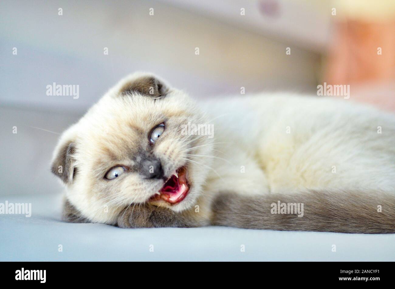 White Scottish Fold chat domestique en colère, siffle, grogne au lit. Portrait de Scottish chaton aux yeux bleus. Chat blanc chaton gris pliage les oreilles. Animal Animaux Banque D'Images