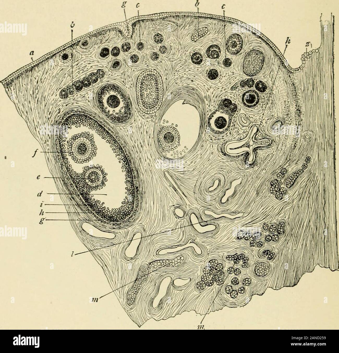 Un manuel d'obstétrique . Fig. 49.-La section transversale de la trompe de Fallope, montrant la complexité de l'arrangementof plis longitudinaux qui sont ici recoupent (Ahlfeld). Le liséré d'extrémité est connectée avec l'ovaire par thetubo-ligament ovarien. Le tube a trois couches,-un mucus, musclé, et séreuses.La membrane muqueuse du tube est constitué d'une seule couche, ofcolumnar, cellules épithéliales ciliées, les cils fouettant vers theuterine la cavité. La membrane est jeté dans longitudinalfolds profonde, de plus en plus complexes alors que l'extrémité liséré d'isapproached. Il n'y a pas de glandes dans th Banque D'Images