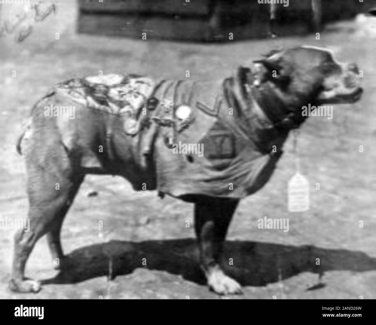 Le Sgt. Stubby portant son manteau & médailles. Banque D'Images