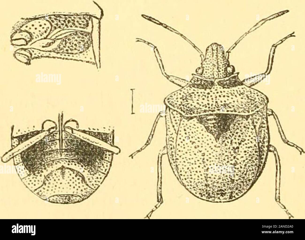 Rhynchota .. . Rthabdominal ; segment de cinq antennes articulées, pas reachingthe mixte basale apex de la tête ; pronotum fortement déviés vers l' ; SCU-tellem grand, convexe, s'étendant jusqu'à l'apex de l'abdomen, lesécrous de domaines de l'exposé uniquement corium. 270. Sepontia stigmatica, Dist. A. M. N. H. (7), iv, p. 439 (1899). Ochraceous, quelque peu en épaisseur et darkly réticulé ; tête, un large col antérieur à le pronotum (parfois divisé à l'largetransverse subquadratespots centre en deux), et une grande tache angulaire à trois à la base ofscutellum autennse-bronzé;noir ochraceous, api-cal plus sombres des joints ( Banque D'Images