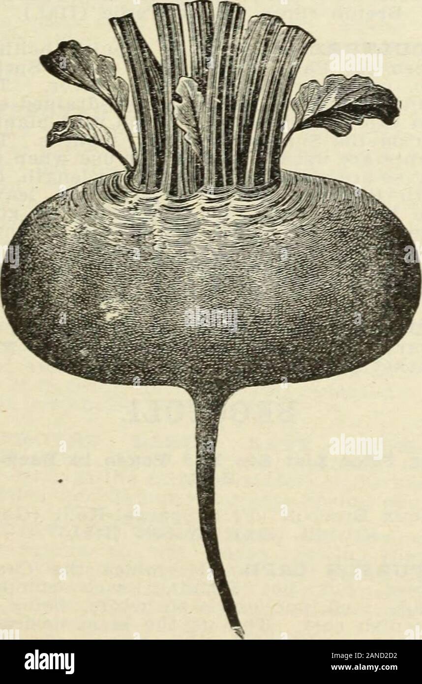 Steckler's seeds : 1915 . IiENTZ.-une souche de betterave Navet du sang.Il est entièrement dès l'Egryptian,Betteraves et elle a une forme de navet avec smoothroots, chair rouge sang foncé, à tout moment d'offres andsweet becomine toughand, jamais : stringry, même lorsque d'anciennes. La coupe s'^nexact représentation de sa forme.. Feuilles de cette variété sont plus petits thanthie d'autres. Les graines sont aussi muchsmaller. Nous le recommandons et envisager d'ita g-ood l'acquisition. FBOTSCHEBS THBEE QUABTEBRED-.-a décidé amélioration sur theBlood Navet, excellent pour l'usage de la famille et de l'expédition ; conserve sa couleur longerthan une autre v Banque D'Images