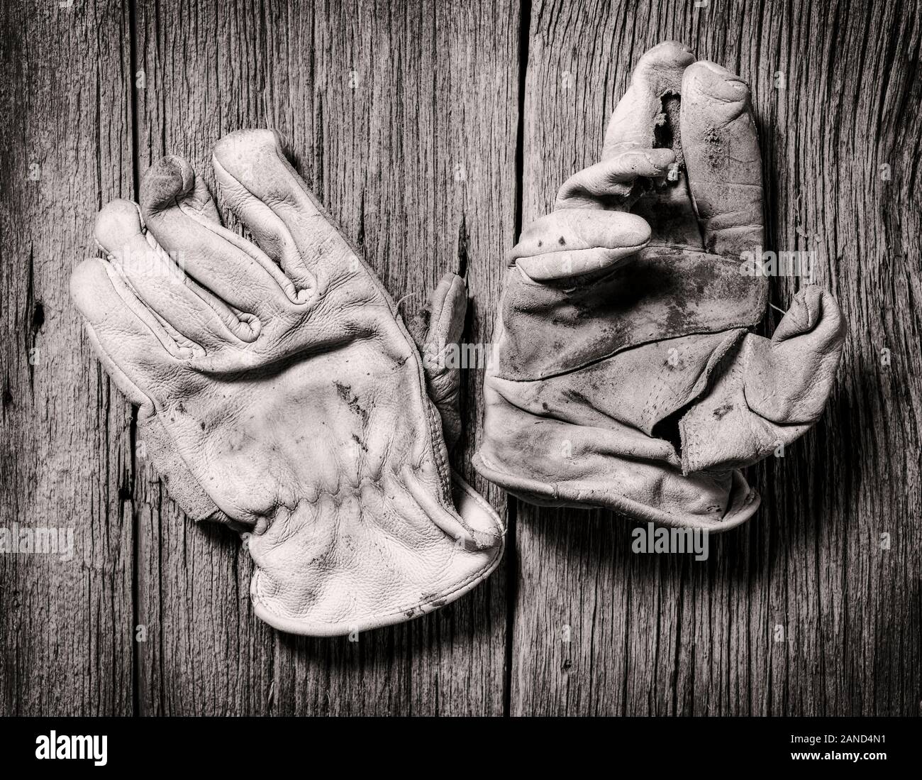 Black & White studio still life close-up de porter des gants de travail en cuir Banque D'Images