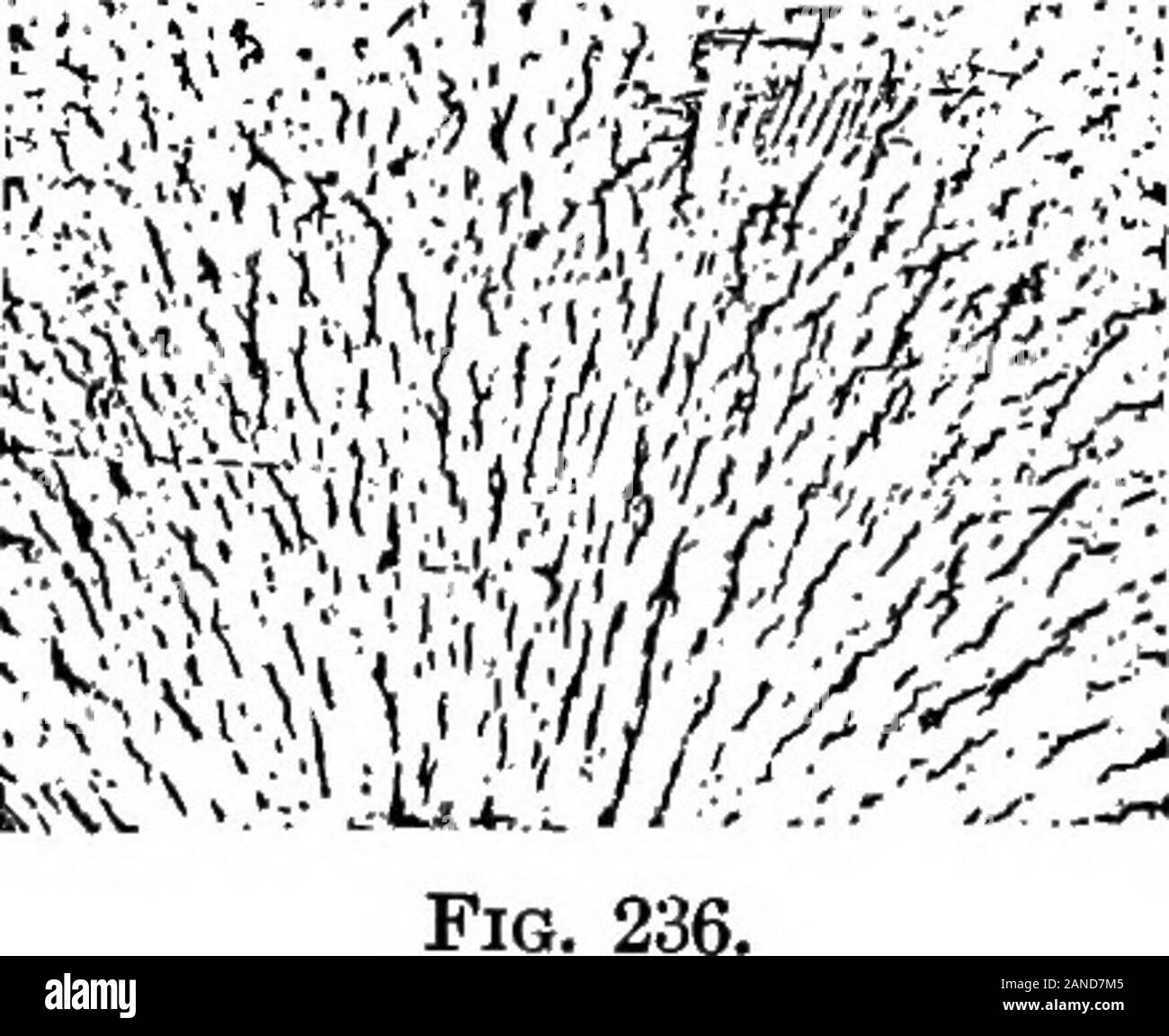 Les contours de la physique : un texte élémentaire-livre . Fig. 234. Fig. 235 j.^ ^^^ 235. (C) après l'appareil est séché, montez l'antenne avec son axe hori-zontal, et les deux plates-formes de carton aussi dans un plan horizontal.Envoyer le courant à travers la bobine, et parsemer sur les dépôts de carton. Remarque la tendance de la limaille d'organiser eux-mêmes le long. Les effets magnétiques DE L'ACTUEL 273 lignes de force. Cette tendance peut être augmentée en appuyant sur le bord de la carte. WilUbe l'arrangement de la Fig. 236. Remarque Tous les lignes de force semblent entrer dans la bouche de la bouteille : inpoint de Banque D'Images