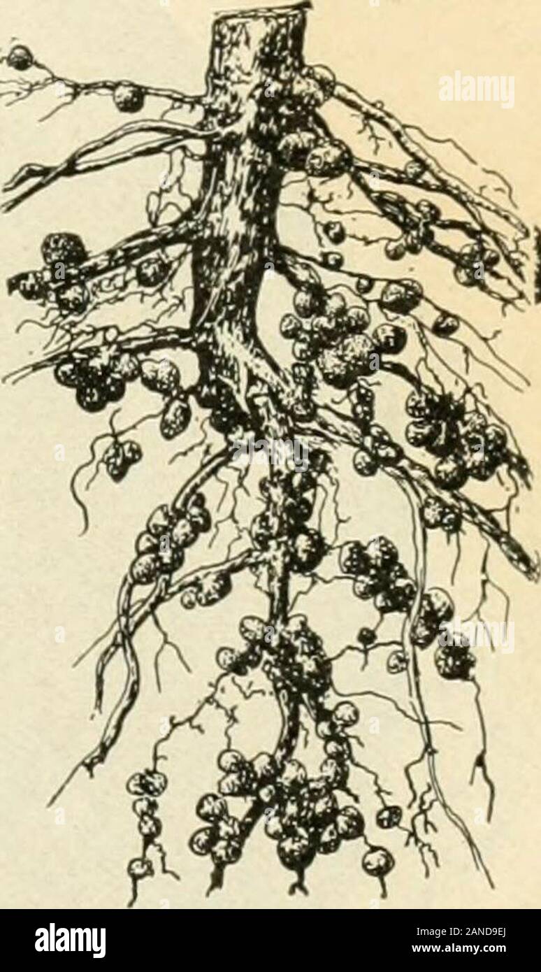 Un texte-livre de mycologie et pathologie végétale . es organismes sont du bean, GZ&gt ;-""./.^/..-rfa, avec plus grande importance en mettant l'azote de tubercules. {Après Conn.le sol dans une forme qui peut être absorbée par ^^^^f f^^^^,Bactériologie les racines des plantes cultivées. Les bactéries qui produisent les nodules (Fig. 8) sur les racines des plantes ofleguminous sont probablement les mêmes partout dans le monde et à themBeyerinck a donné le nom de Bacillus radicicola, tandis que Frank calledthem Rhizobium leguminosarum (Fig. 10). Lorsque les graines de trèfle, orsome d'autres espèces de légumineuses sont plantées, et bientôt Banque D'Images