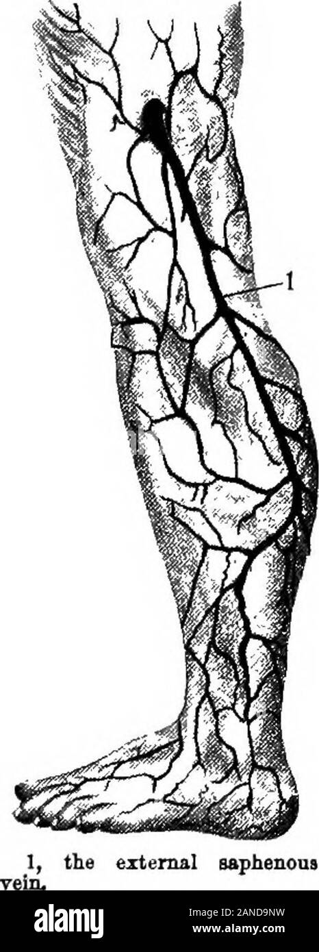 Un dictionaryBeing médical illustré ! un dictionnaire des termes techniques utilisés par les auteurs sur la médecine et les sciences de la garantie, dans le latin, anglais, français et en allemand . 1,1, le sapheo intemal luB-veine.. saphenoas externe lat., vena transversa colli. Une branche du lifting cervico-scapulaire v. qui reçoit le sang de l'cervicalmuscles latérale profonde. [L, 333.]-cervico-scapulaire Transverse v. lat., venatransversa colli et de l'omoplate. C. Un formé par l'union de la trans-le vers l'utérus et scapulaire vs c'est à l'andempties dans le trapezius normalement su Banque D'Images