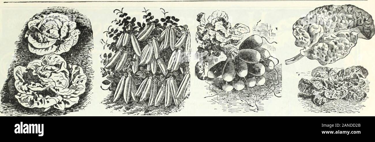 L'ampoule de l'automne 1900 : catalogue . ach. Aubergine. pkt. oz. ^ lb lb. Pekin 1050 1,50 noir New York Impd Spine-^moins .10 401,25 KALE. pkt. oz. H lb lb. Brown gondolé. Allemand. 51540 Vert 1,25 Dwarf Scotch froissé 15,30 5 80 5 10 2 de Sibérie.-) 70 variétés de laitue, chef. pkt. Toute l'Année 5 Hendersons Big Boston.10 noir Beurre ensemencées 5 Marché de Boston 5 Diacre 5 Golden Reine 10 Hanson ... 5 Large White Summer... Mignonette 5 10 New York, IIer.dersons.10Salamander perfectionné. ..10 balle de tennis 5 Beurre de couleur jaune... 5 Laitue, gondolé ou Loose-Leaved. Variétés pkt. 07. .4 lb lb. Boston Cur Banque D'Images