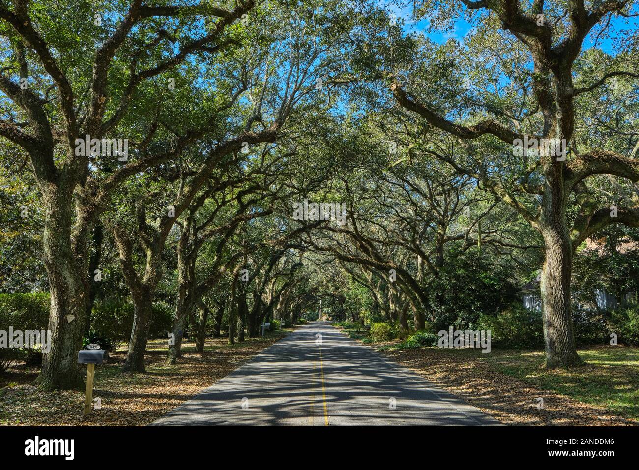 Petit pays lane ou route bordée de grands chênes vivent dans les régions rurales de Magnolia Springs Florida, USA. Banque D'Images