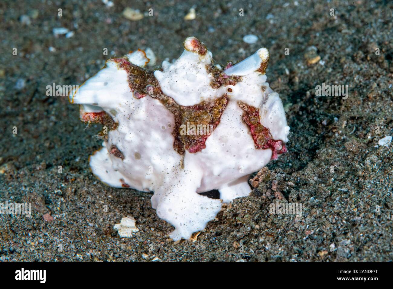 Poisson Grenouille verruqueux (Antennarius maculatus), Dumaguete, Philippines Banque D'Images